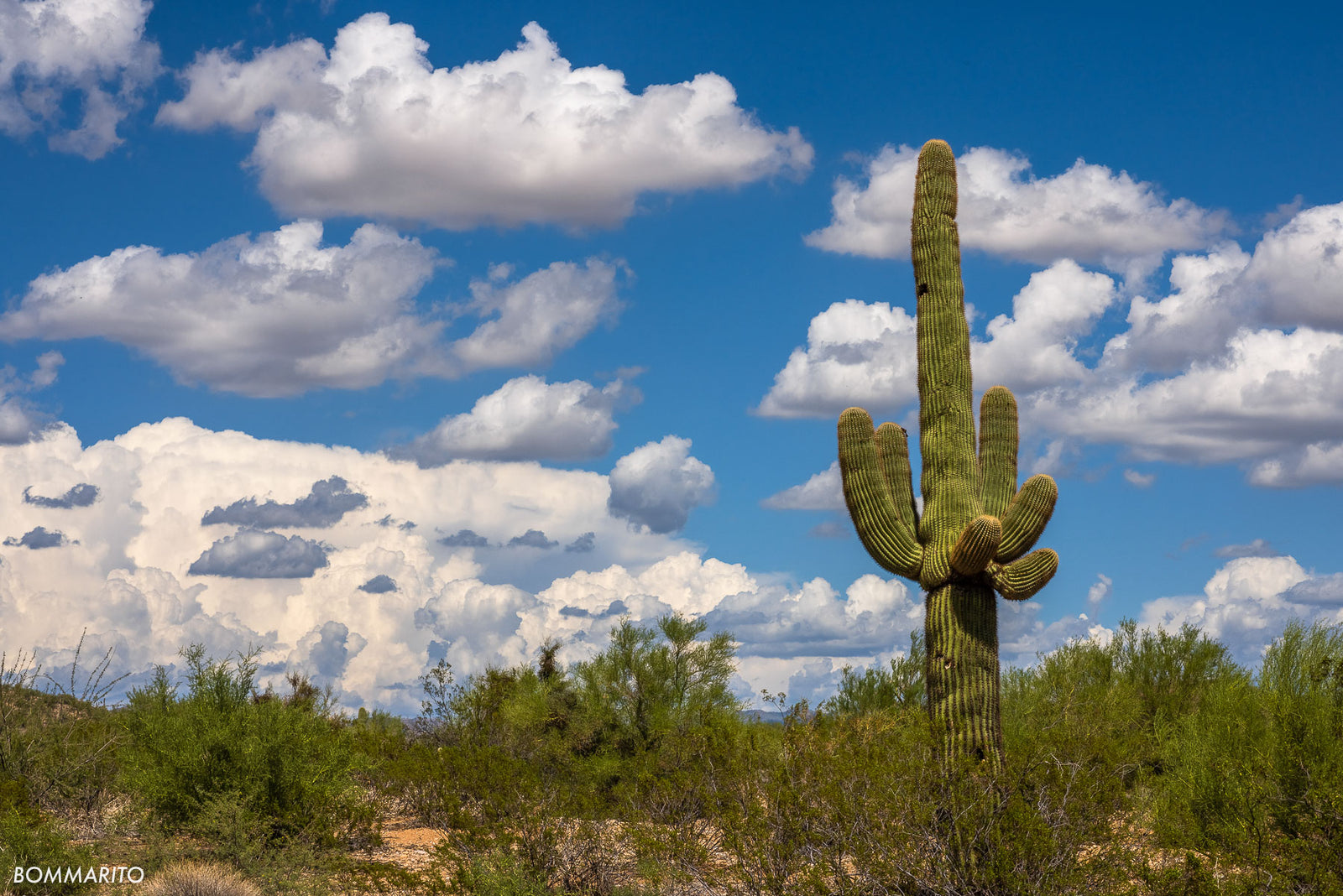 Lone Saguaro