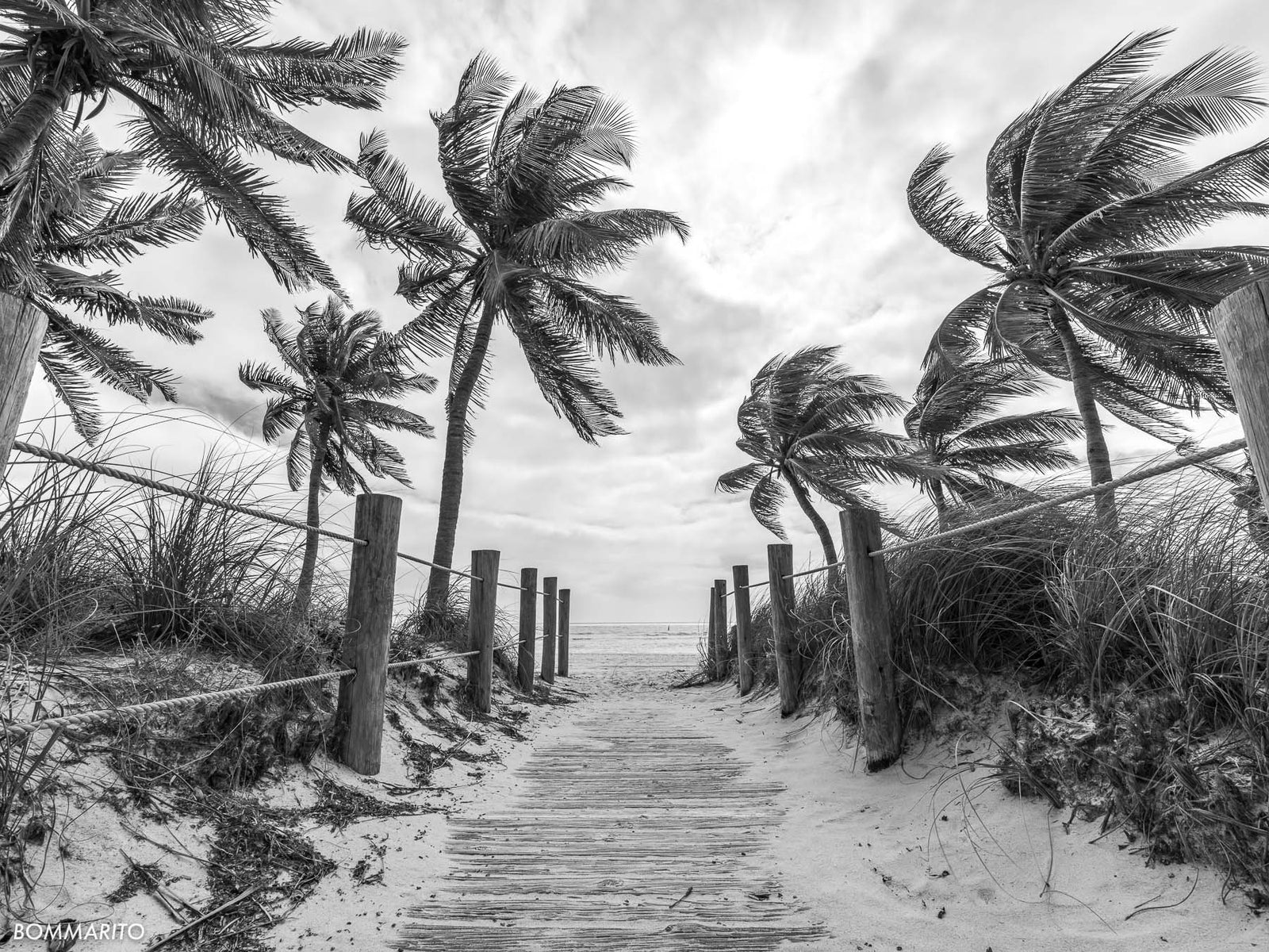 Key West Palms