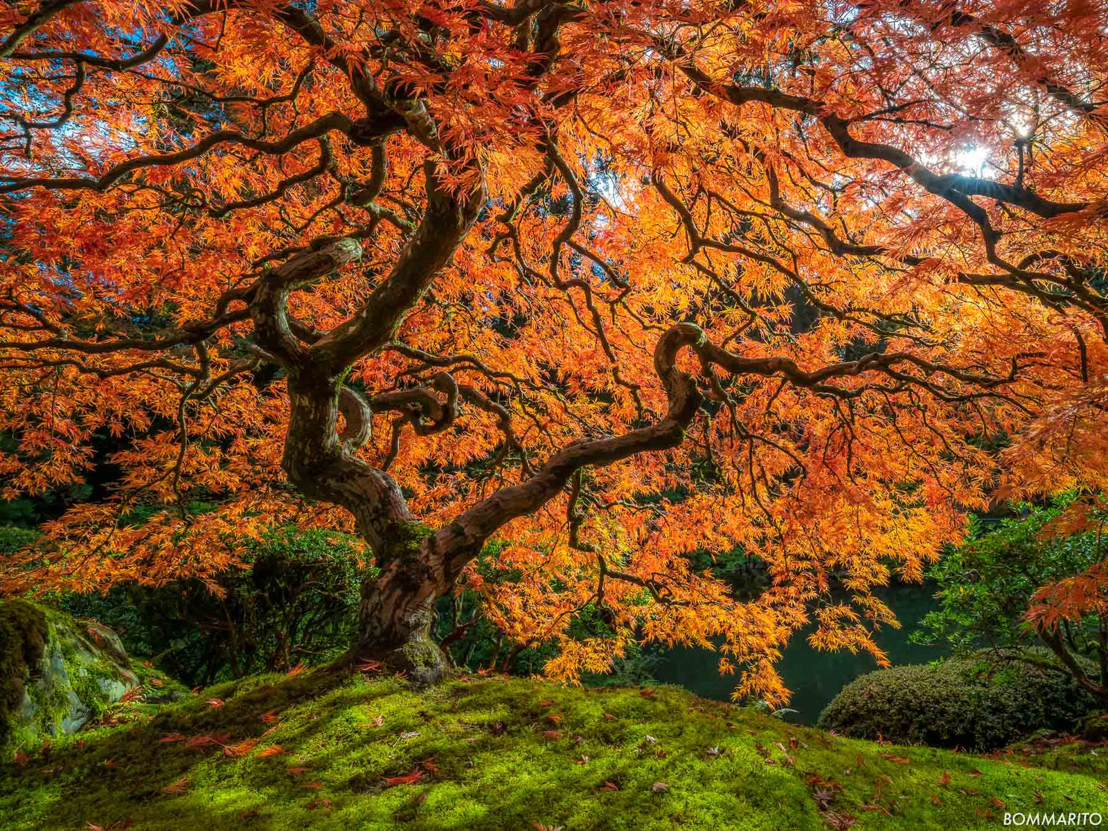 Autumn Blaze