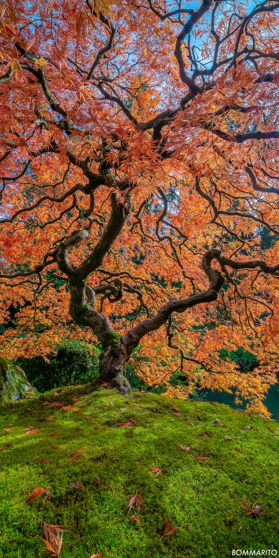 Autumn Peace