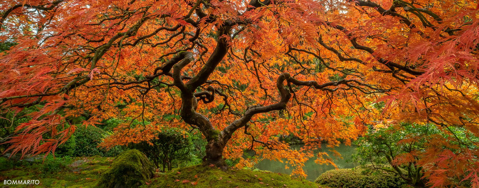 Autumn Spirit