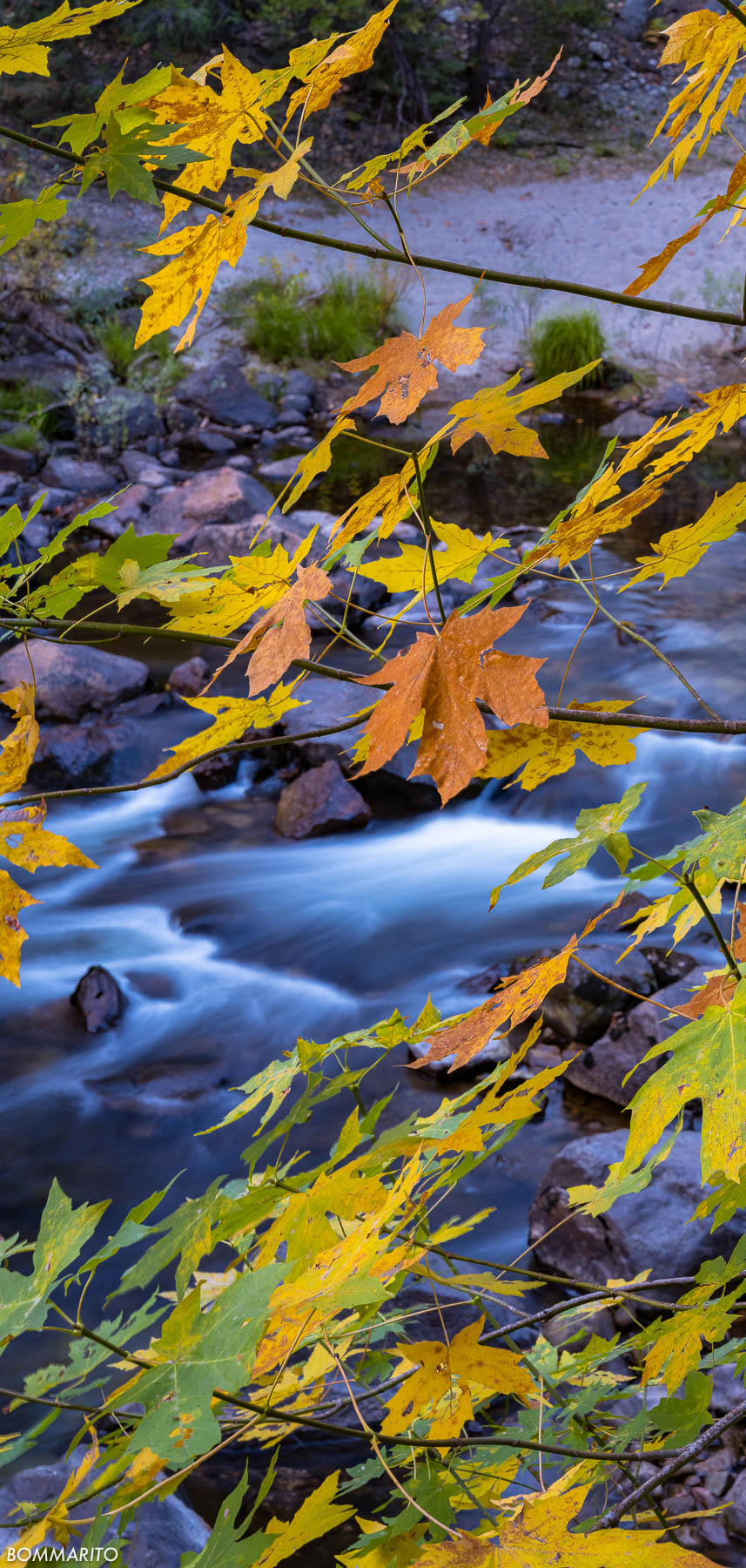 Autumn Leaves