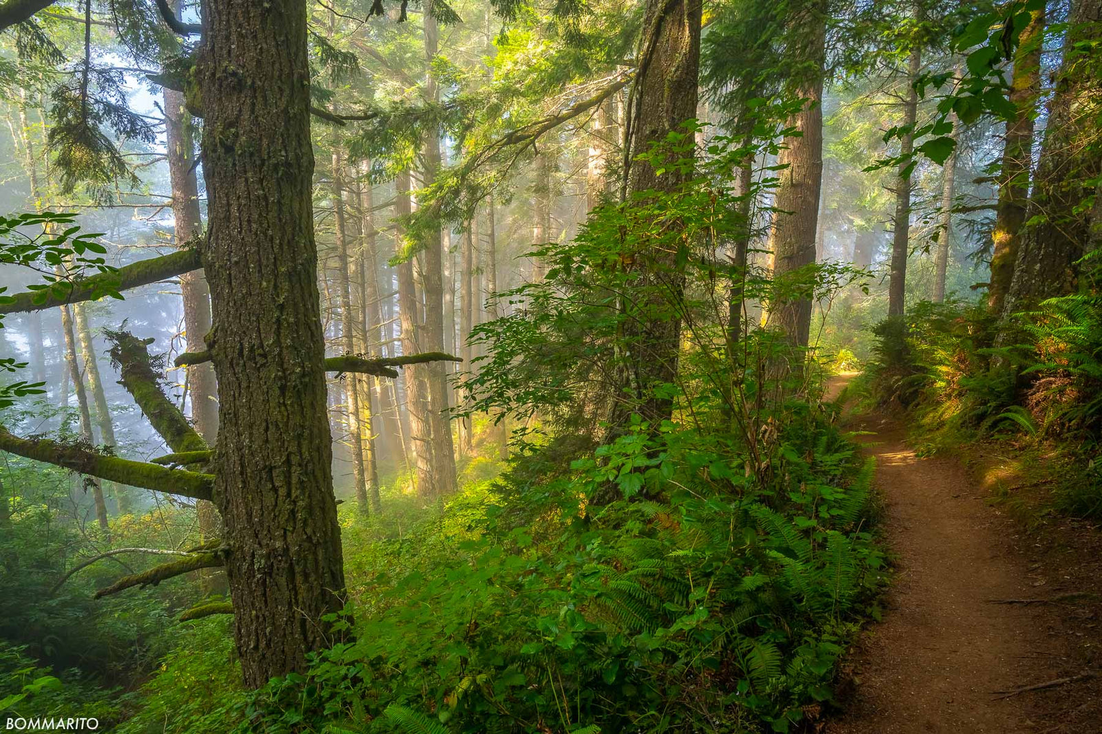 Enchanting Path