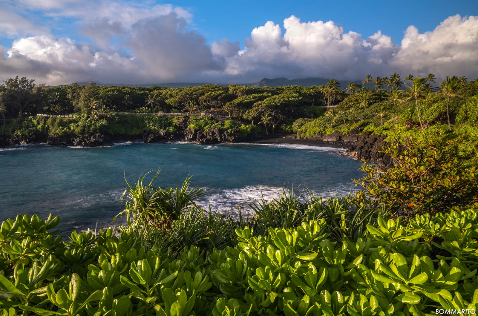 Rainforest Shores