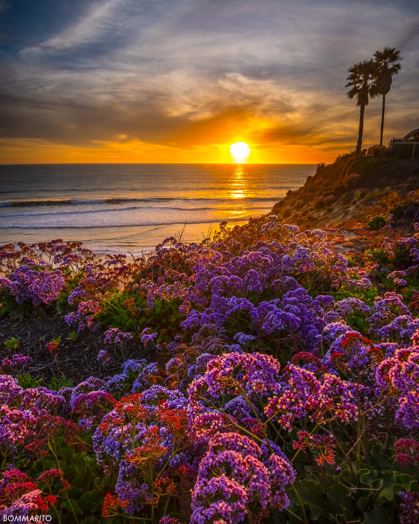 Solana Flowers