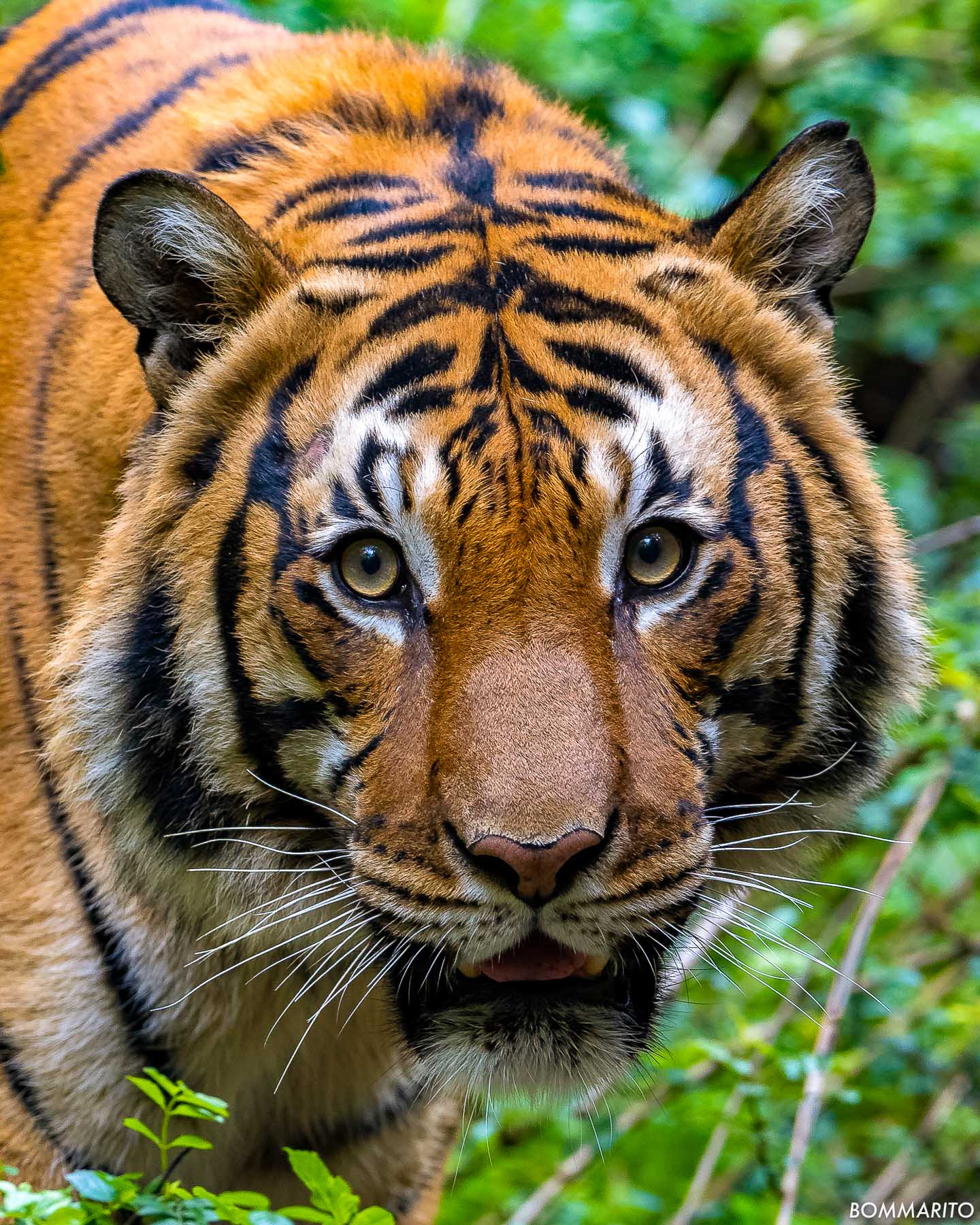 Tiger Eyes