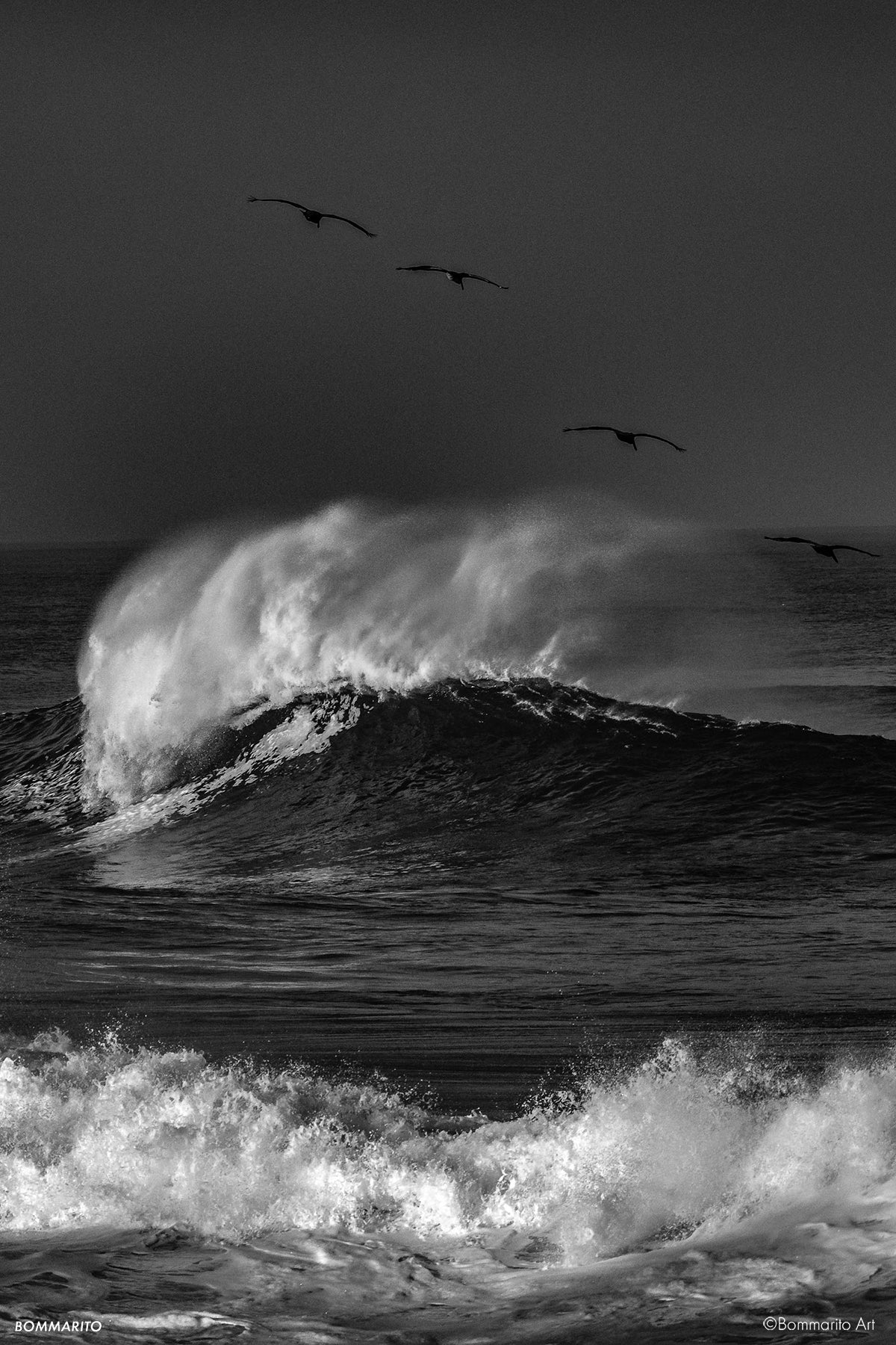4 Pelican Morning