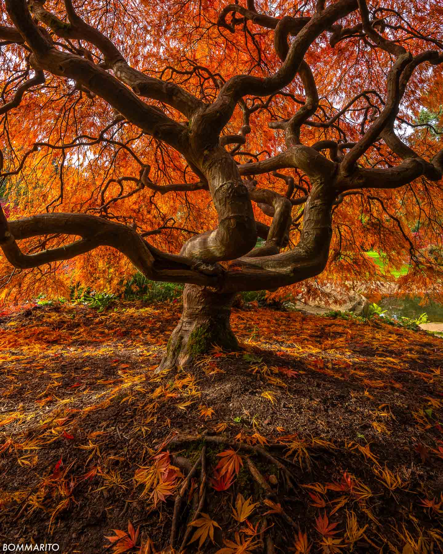 Autumn Leaves