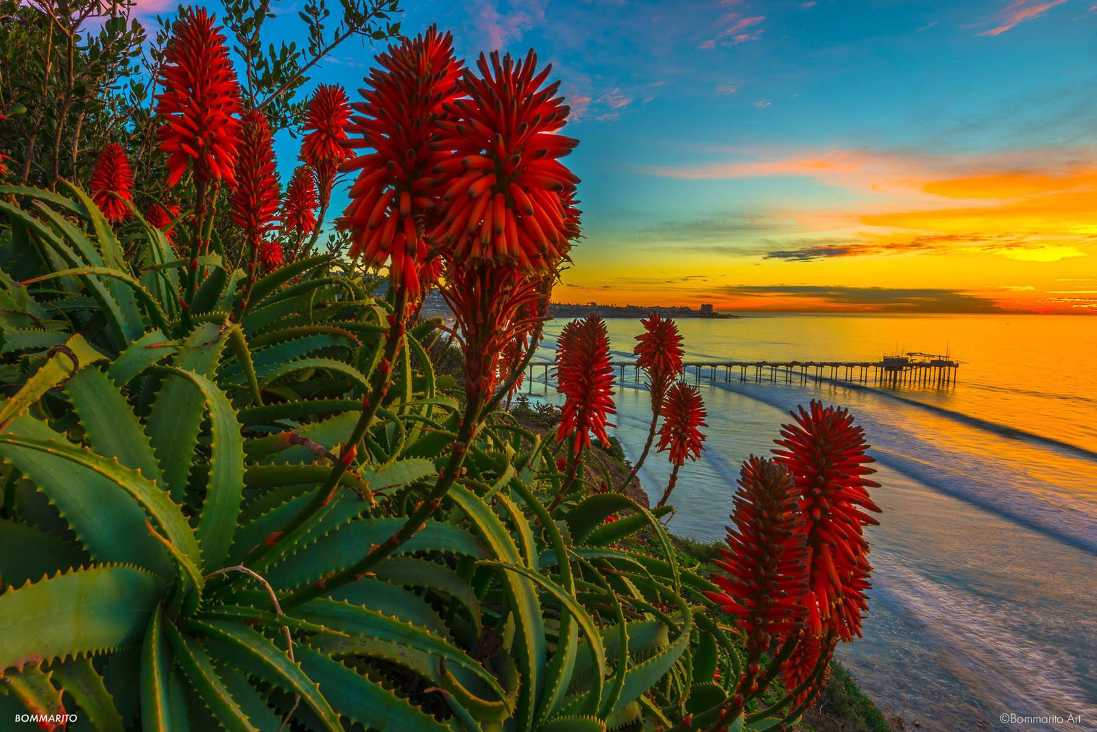 Aloe Twilight