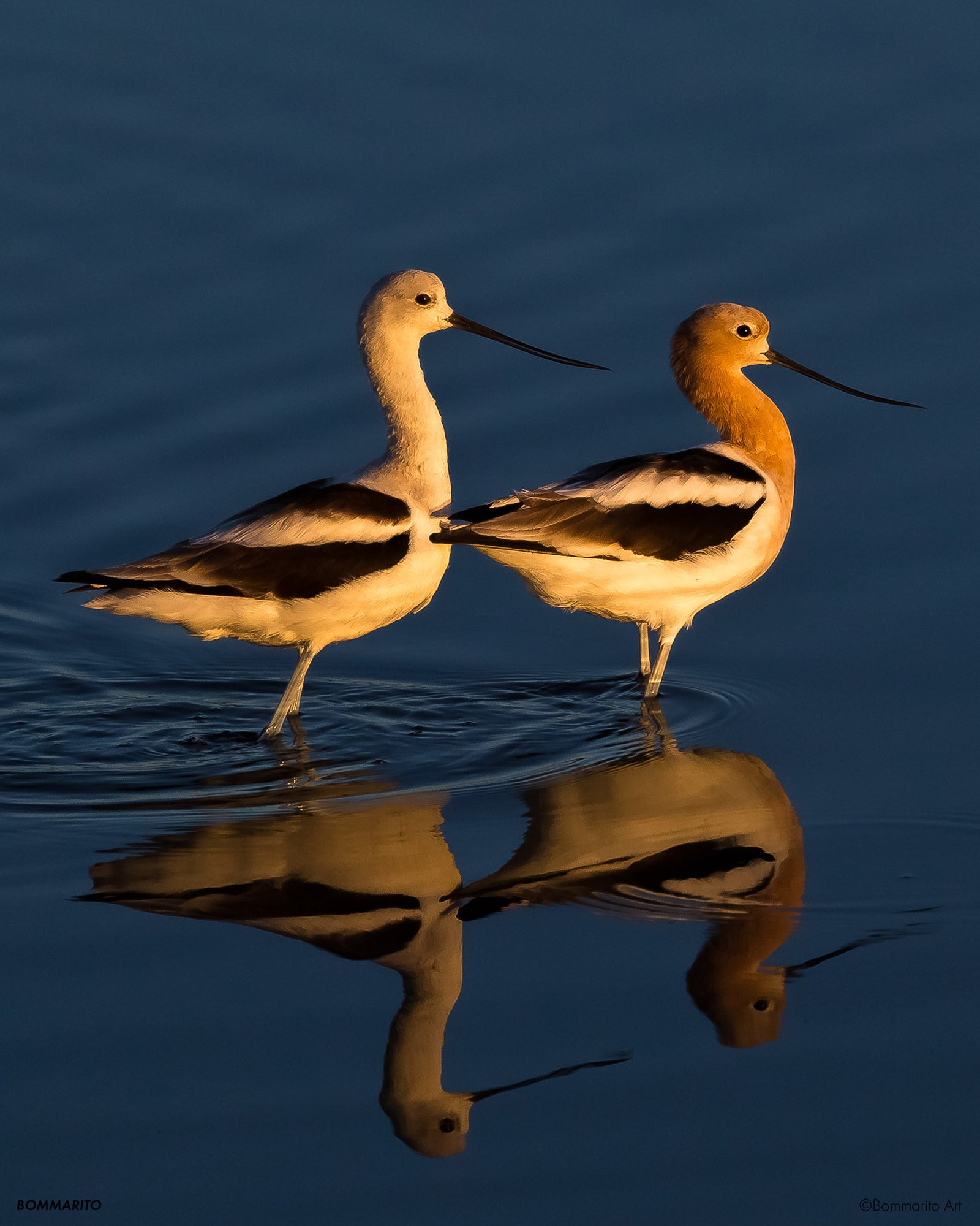 American Avocets