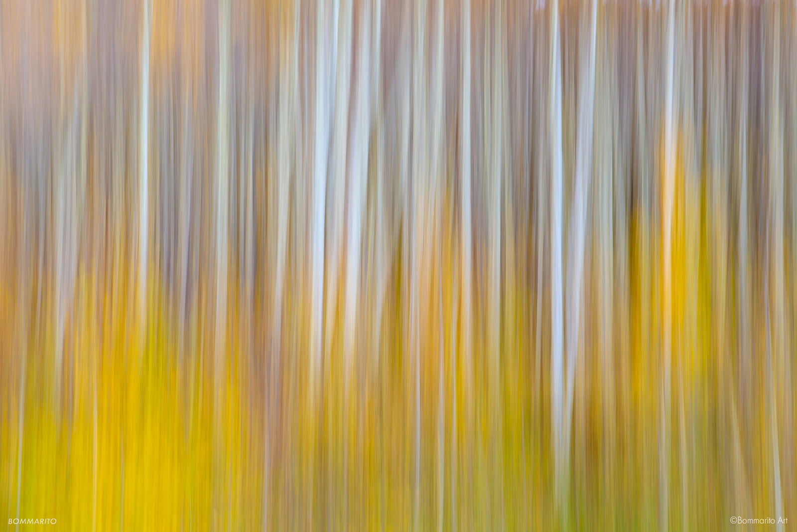 Aspen Brushstrokes
