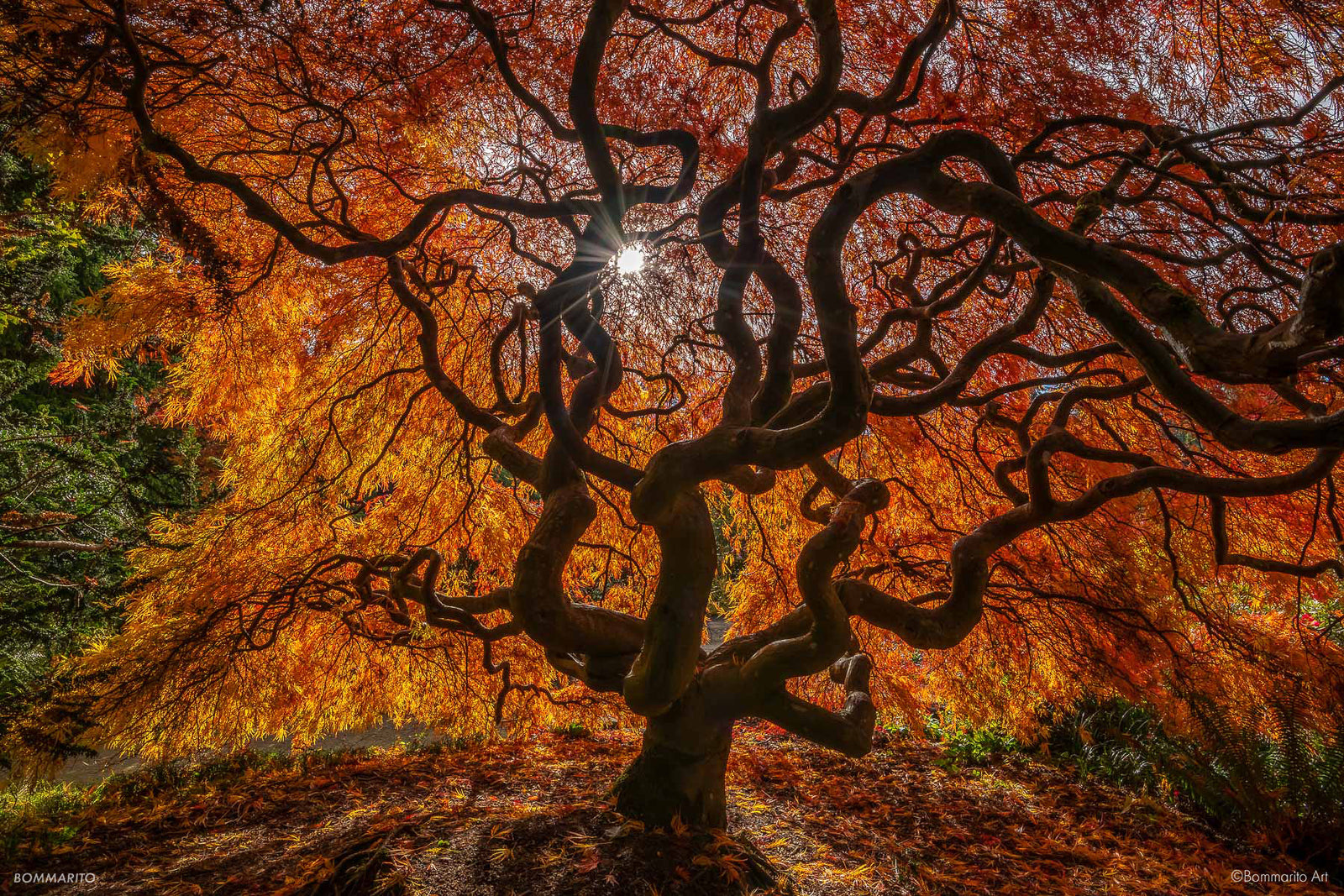 Autumn Expression