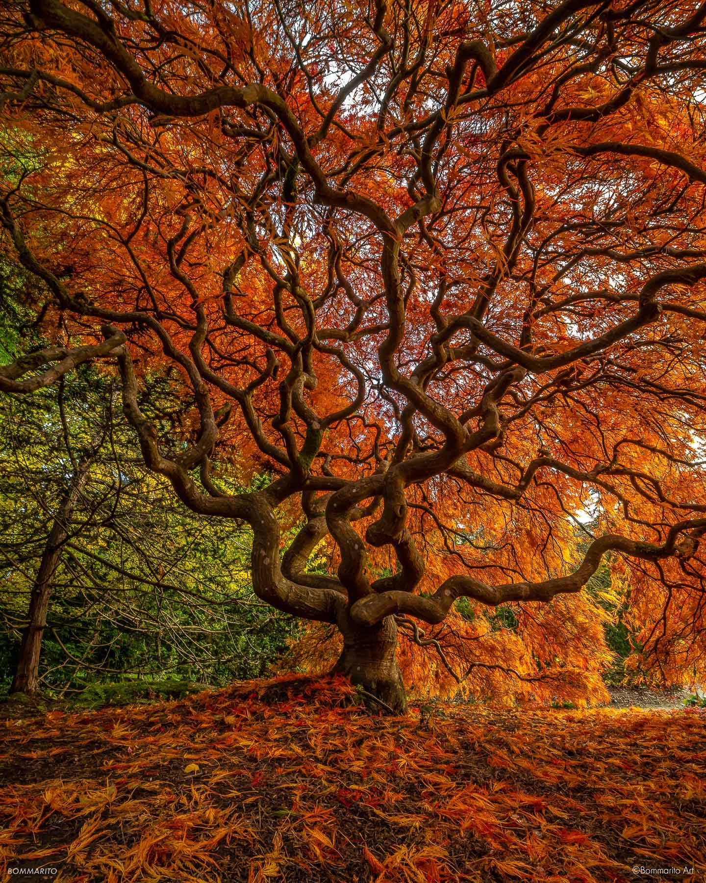 Autumn Orange