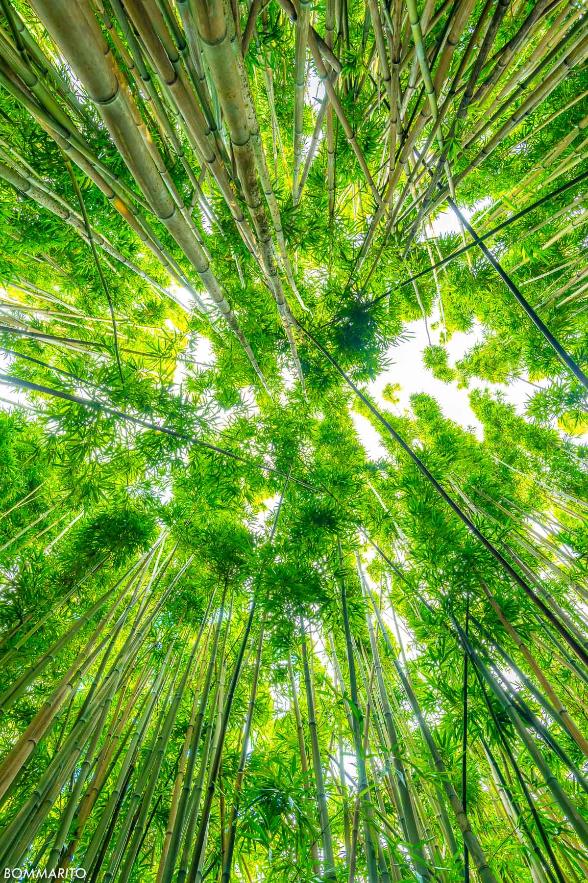 Bamboo Energy