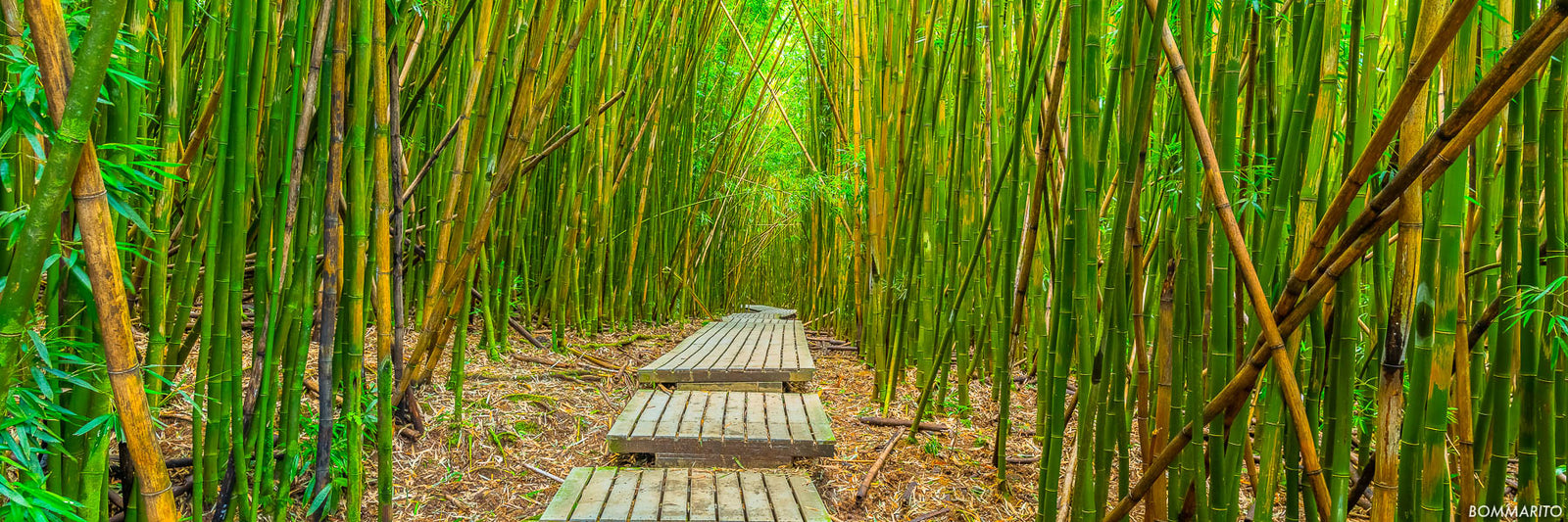 Bamboo Pathway