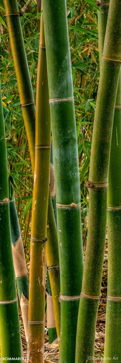 Bamboo Forest
