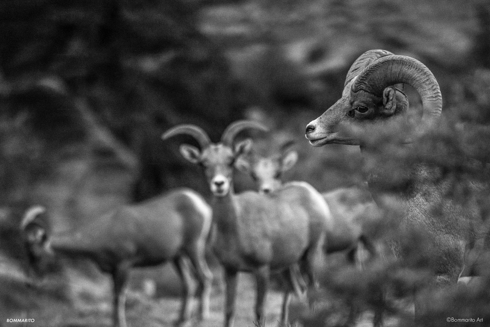 Bighorns