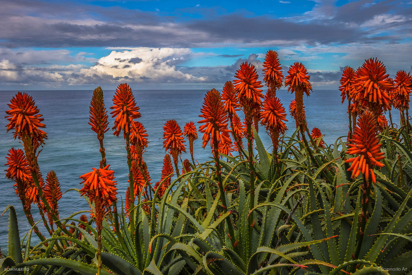 Blooming Aloe