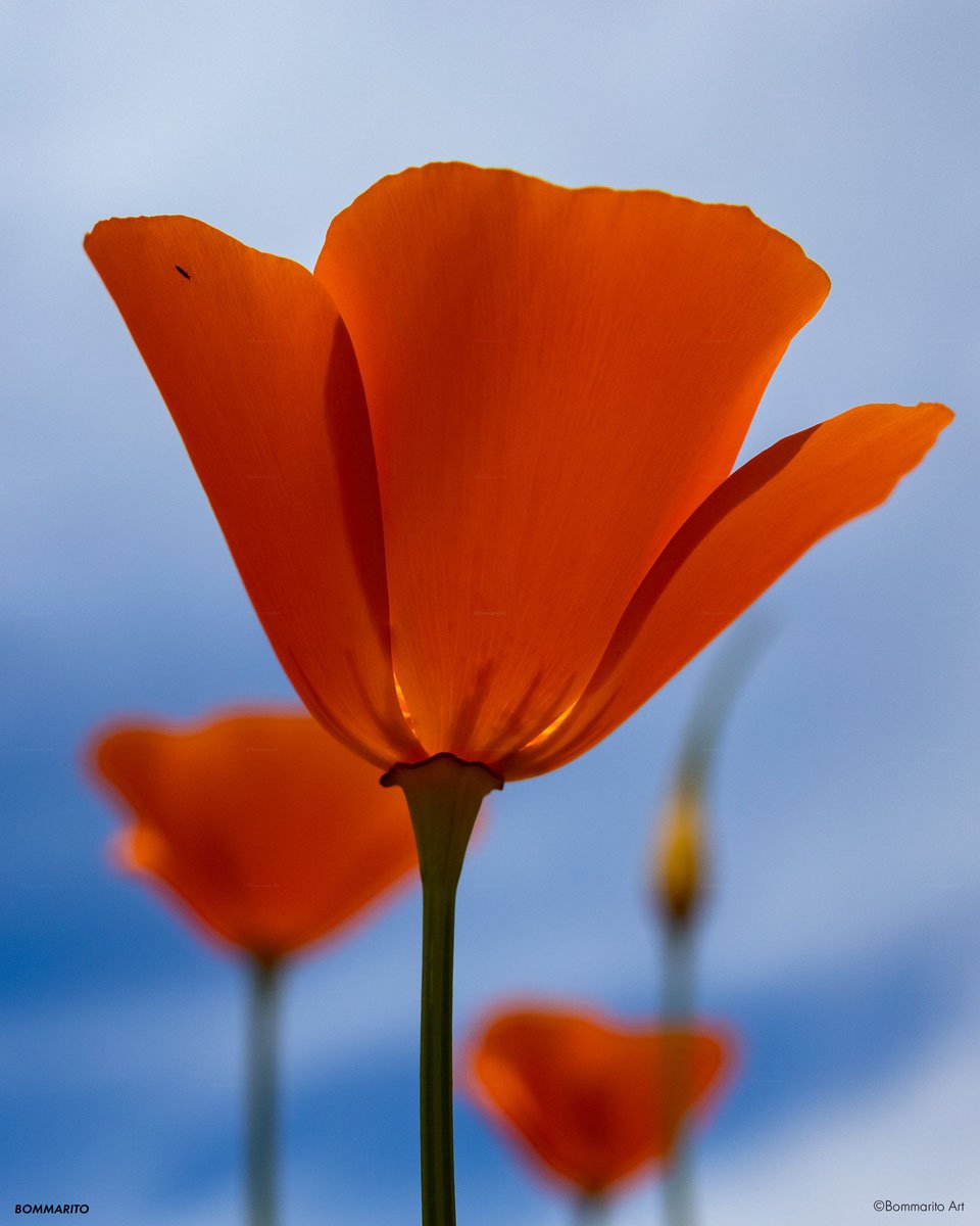 Blue Sky Poppies