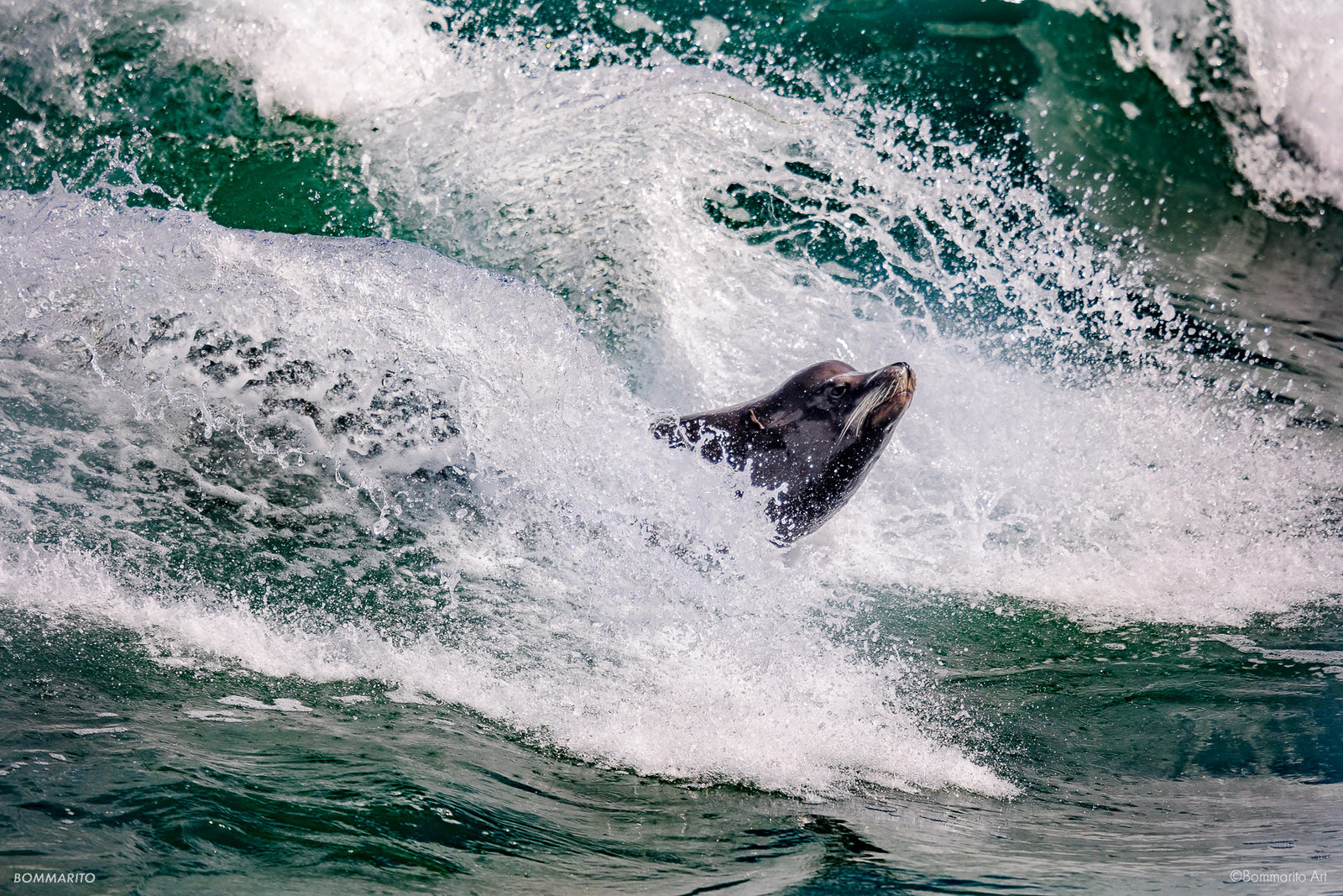 Bodysurfing King