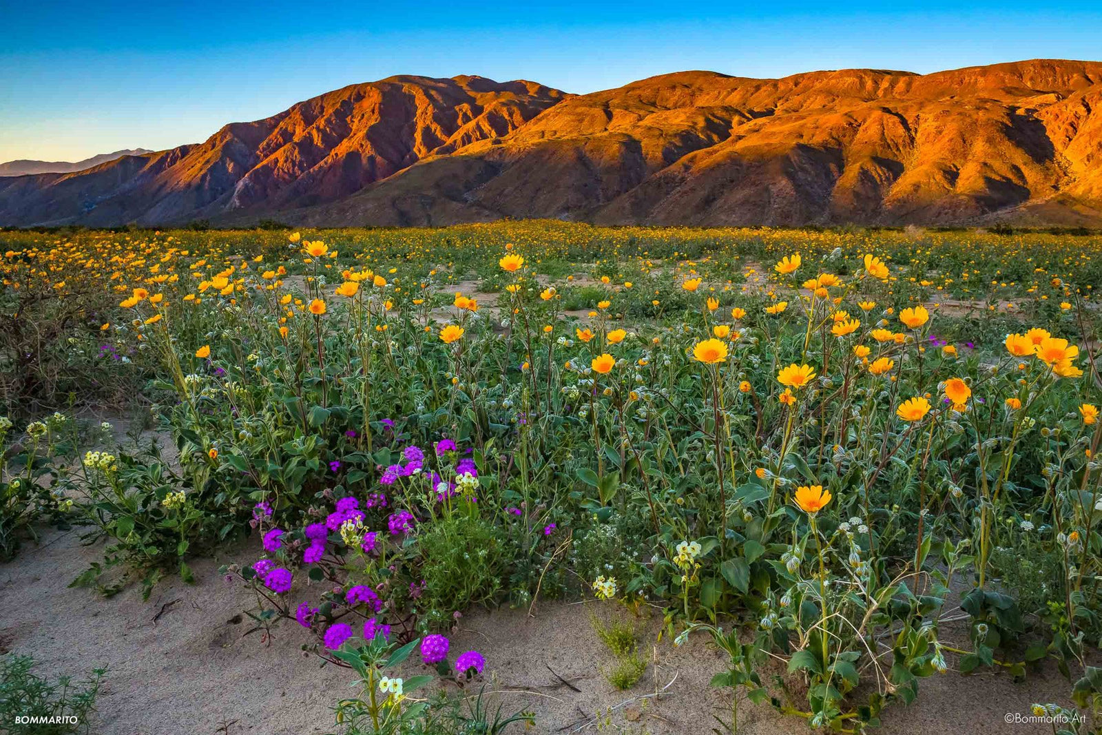 Borrego Flowers