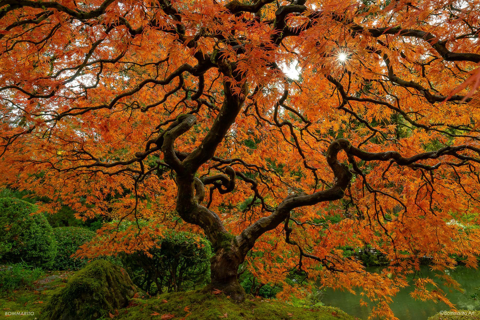 Brilliant Orange