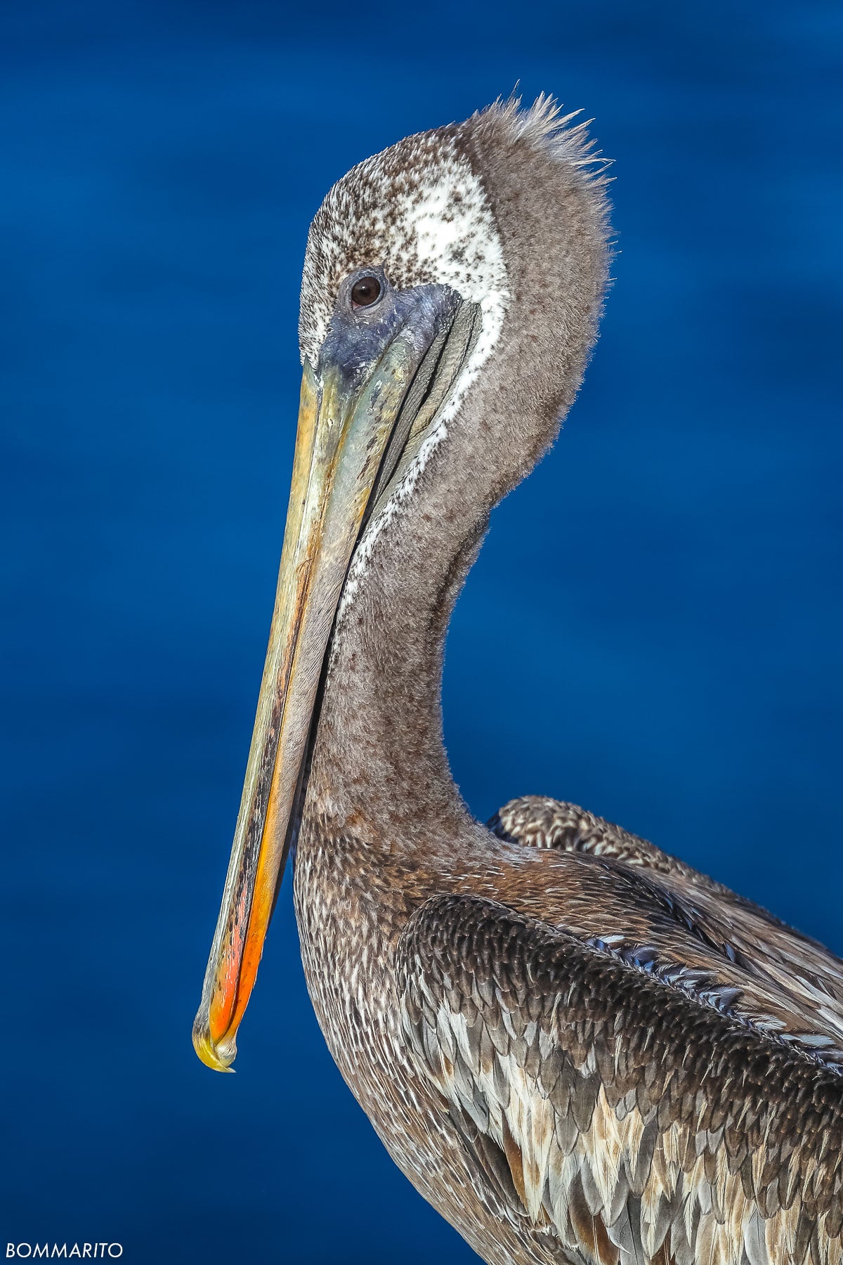 Brown Pelican of La Jolla