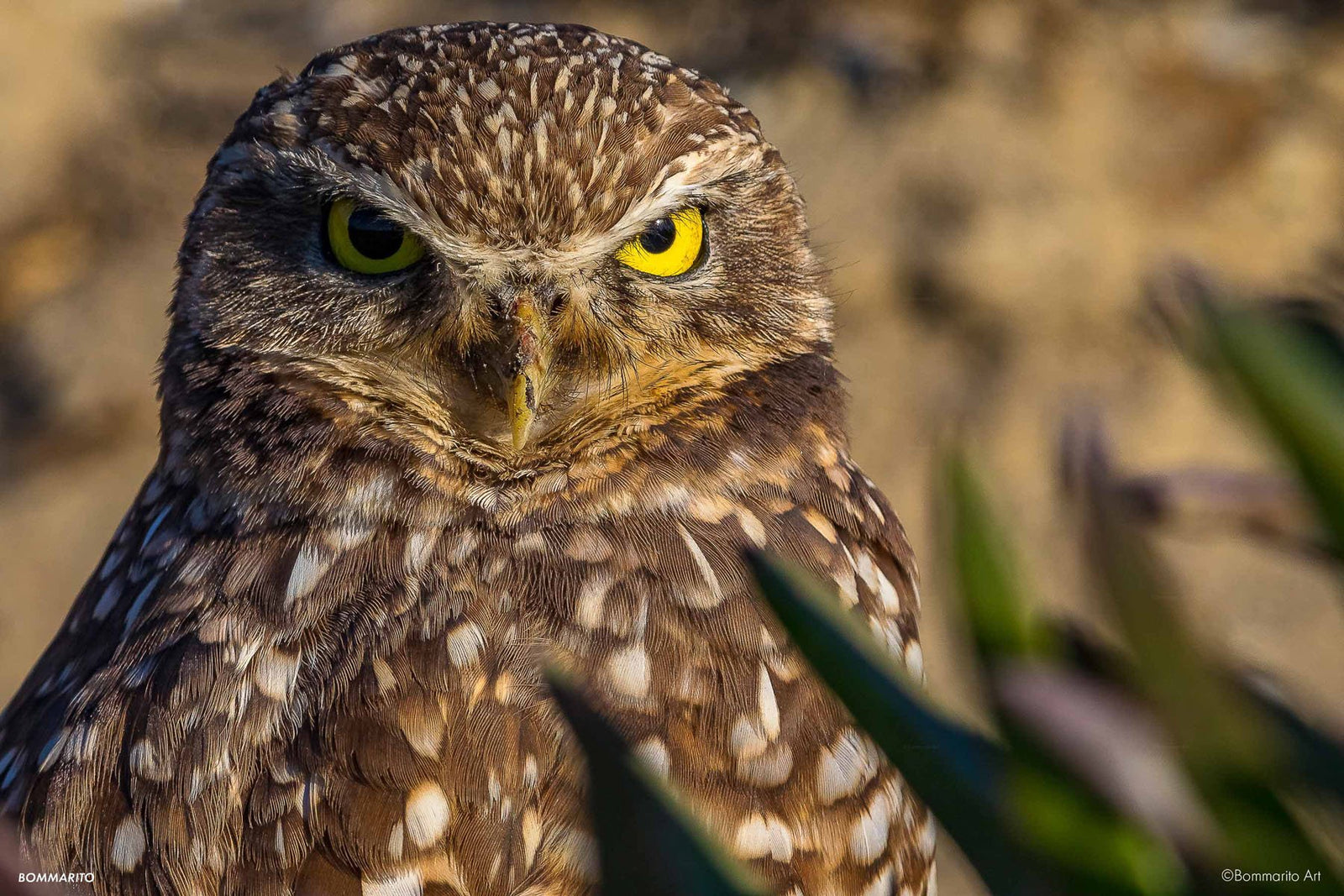 Burrowing Owl