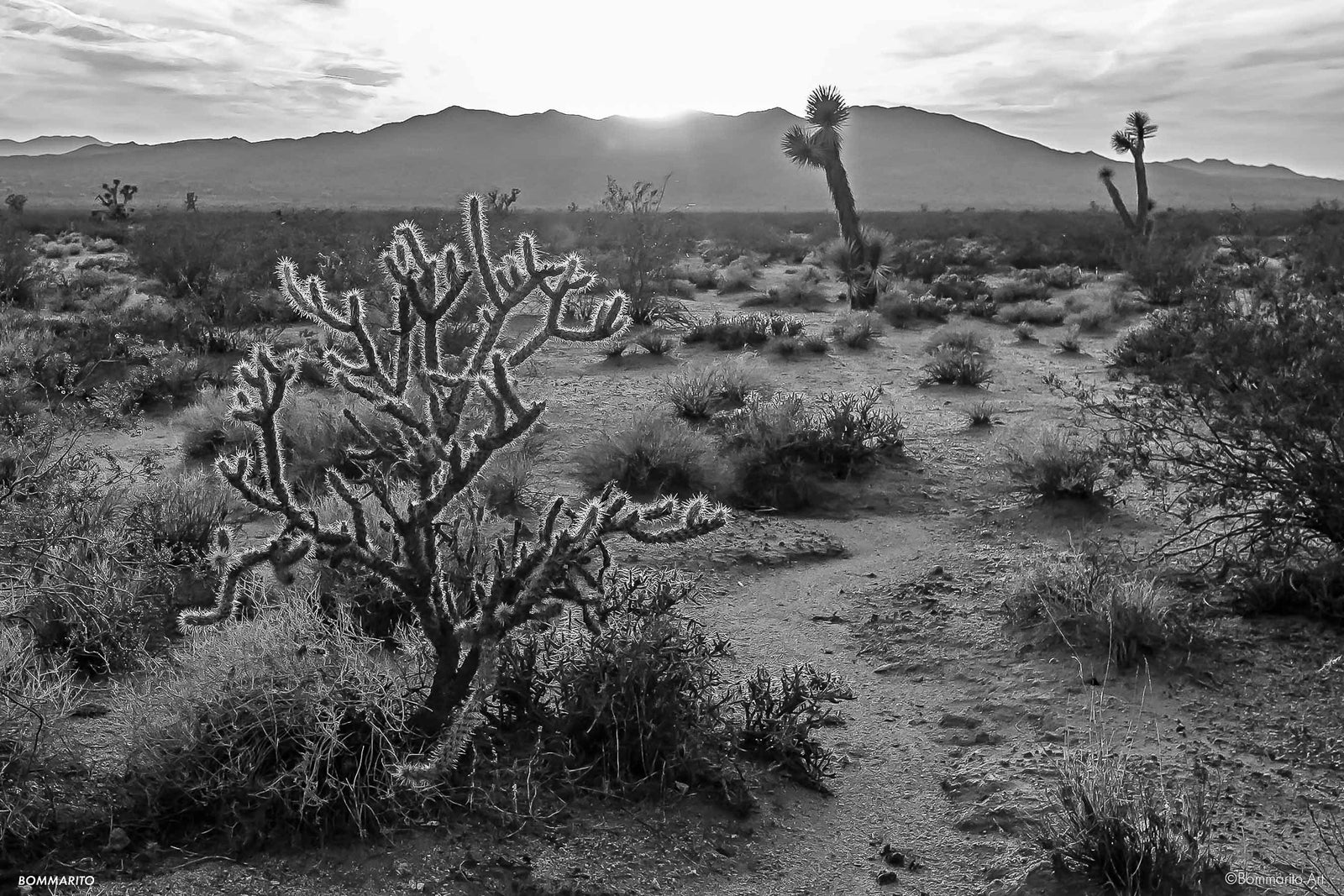 Cactus Sunset