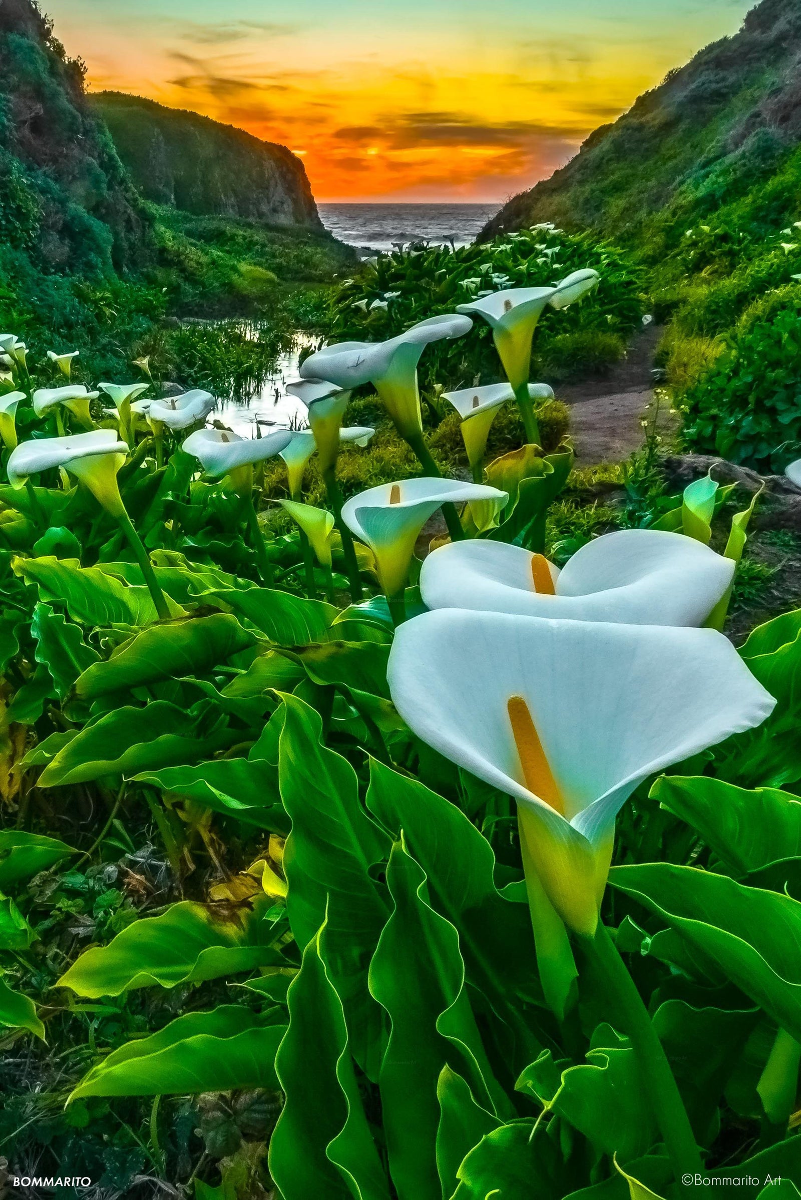 Calla Lily Valley