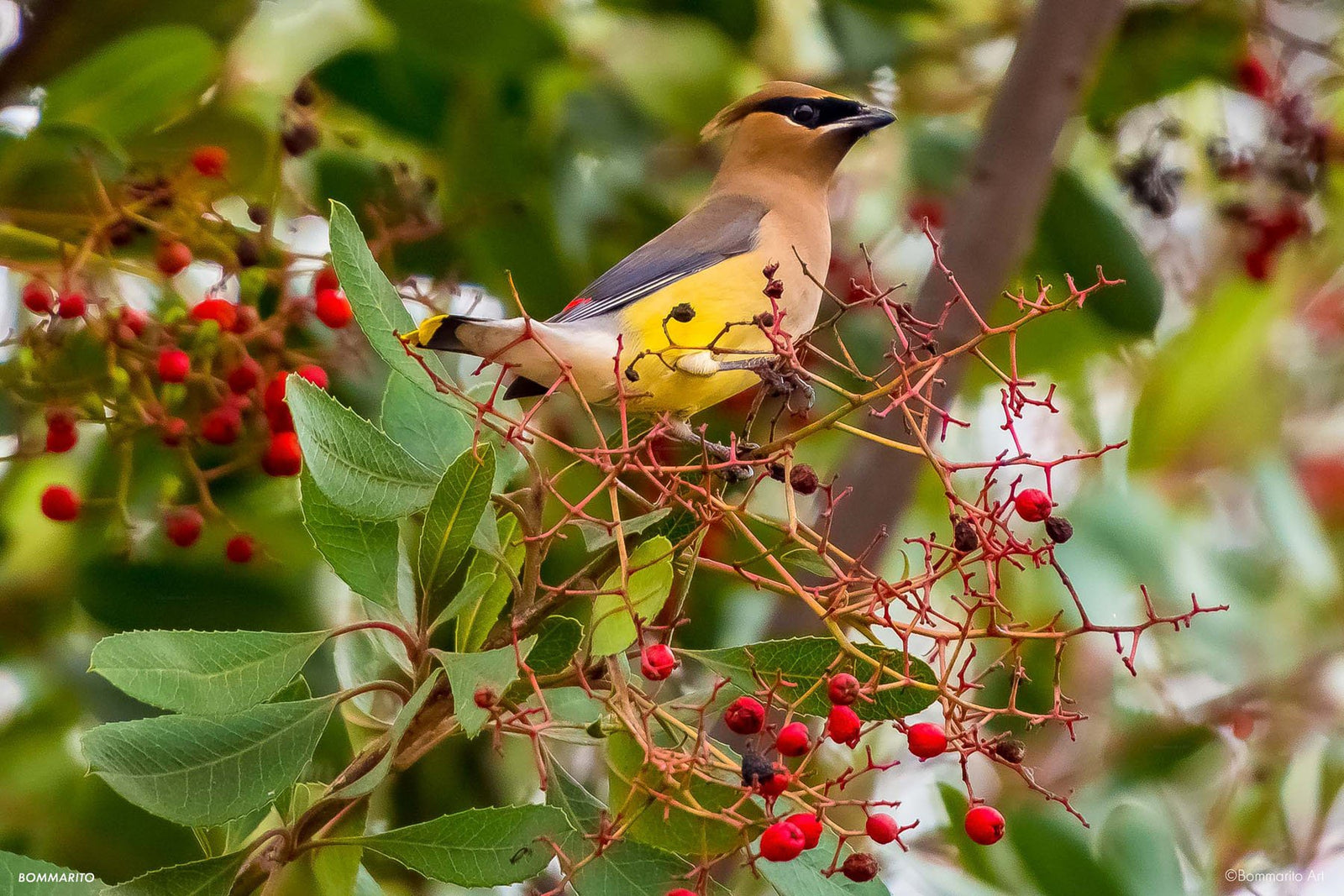 Cedar Waxwing