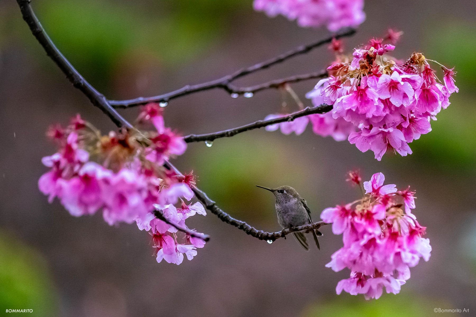 Cherry Blossom Hummingbird