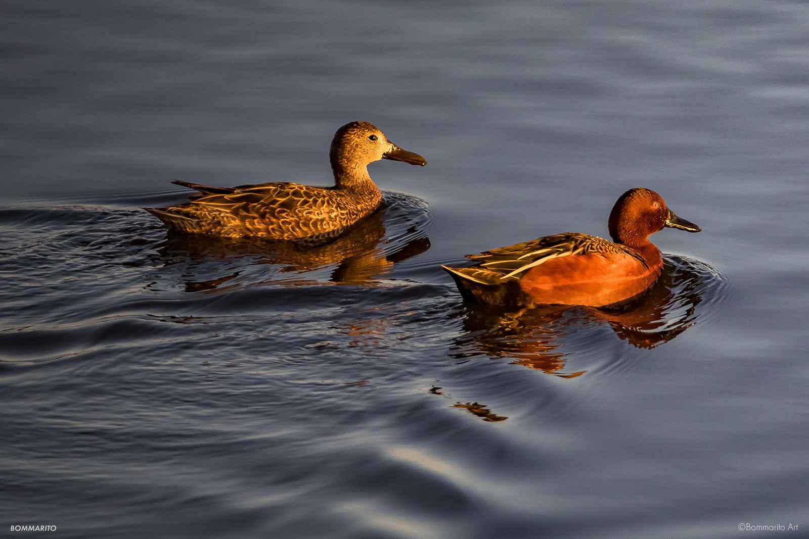 Cinnamon Teals