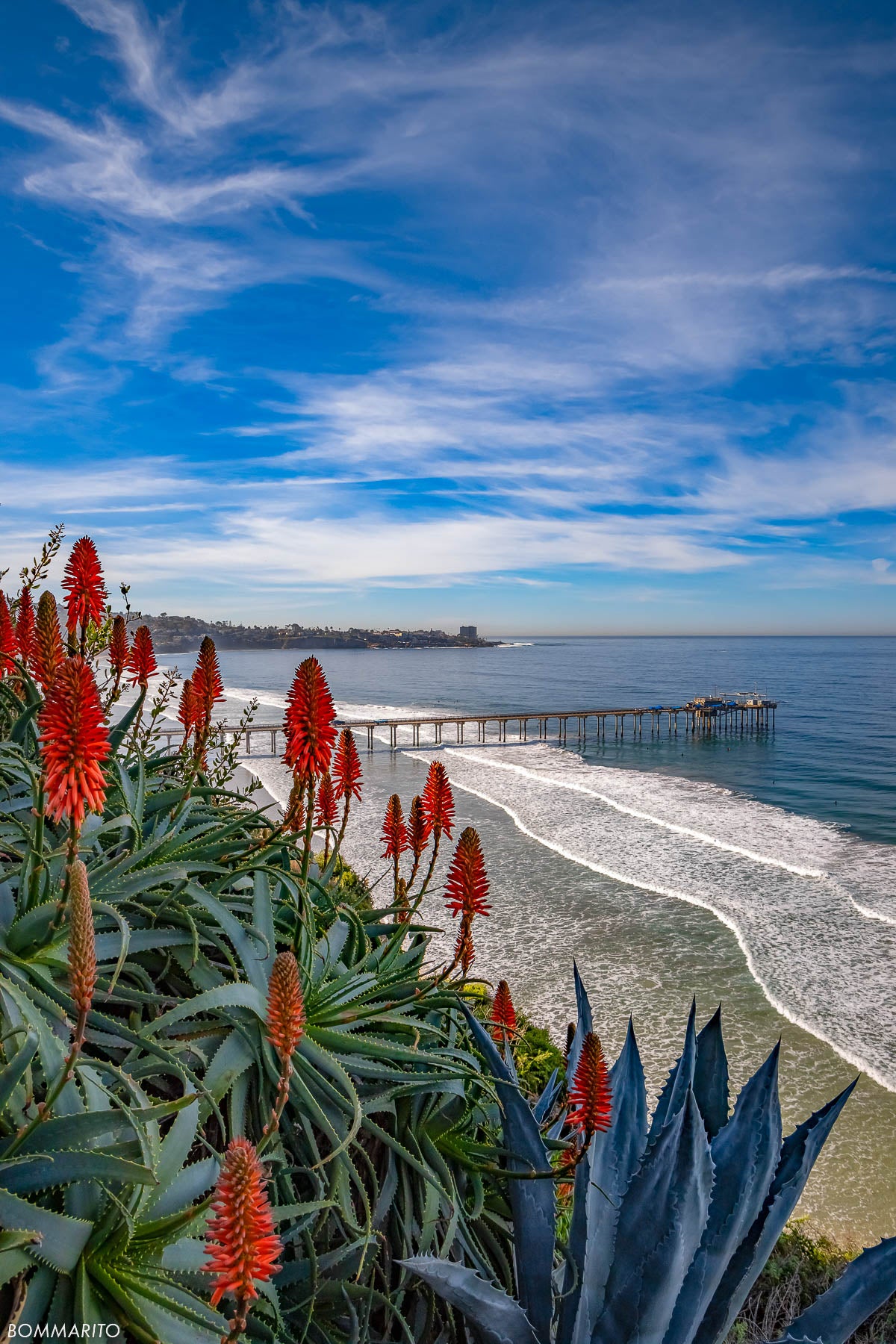 Coastal Aloe