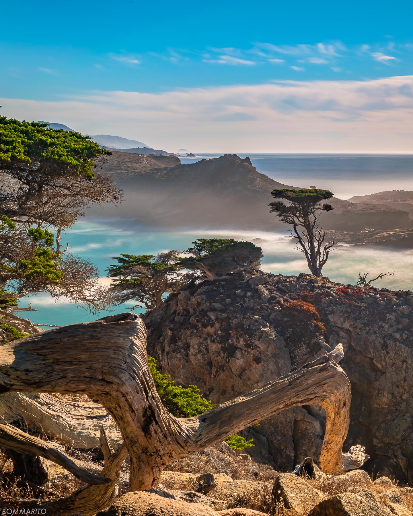 Coastal Cypress