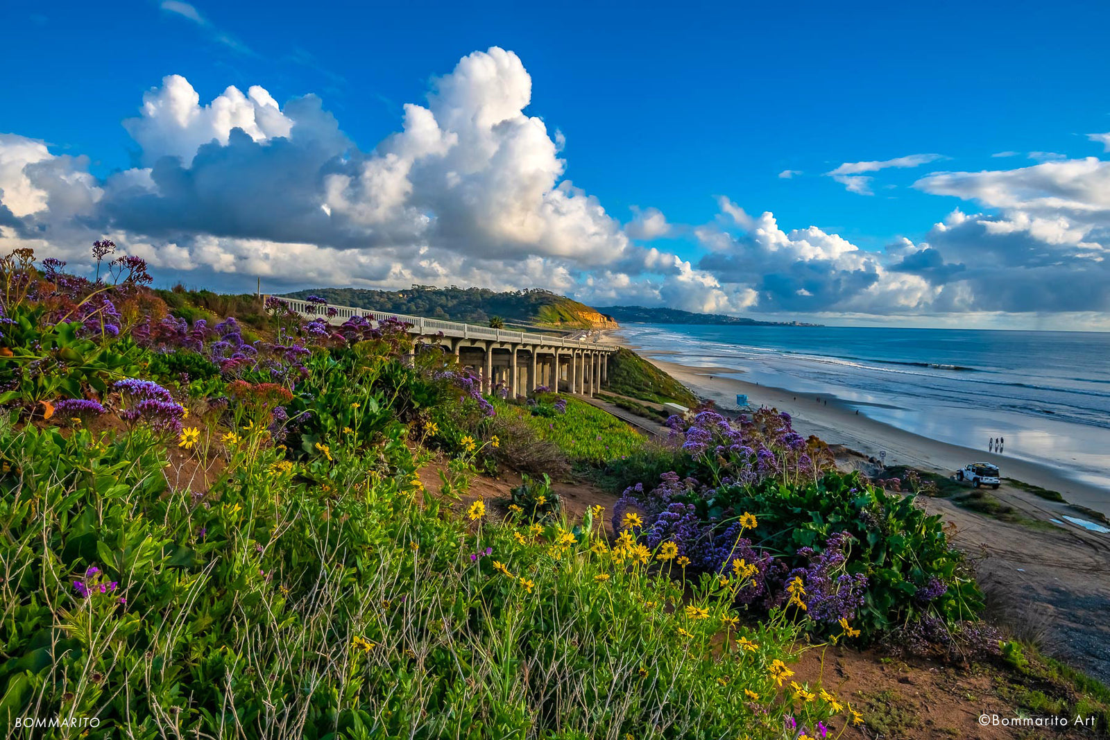 Coastal Flowers
