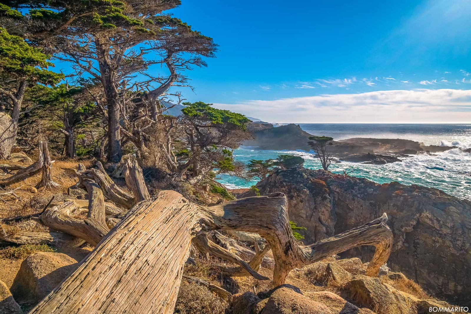 Coastal Forest
