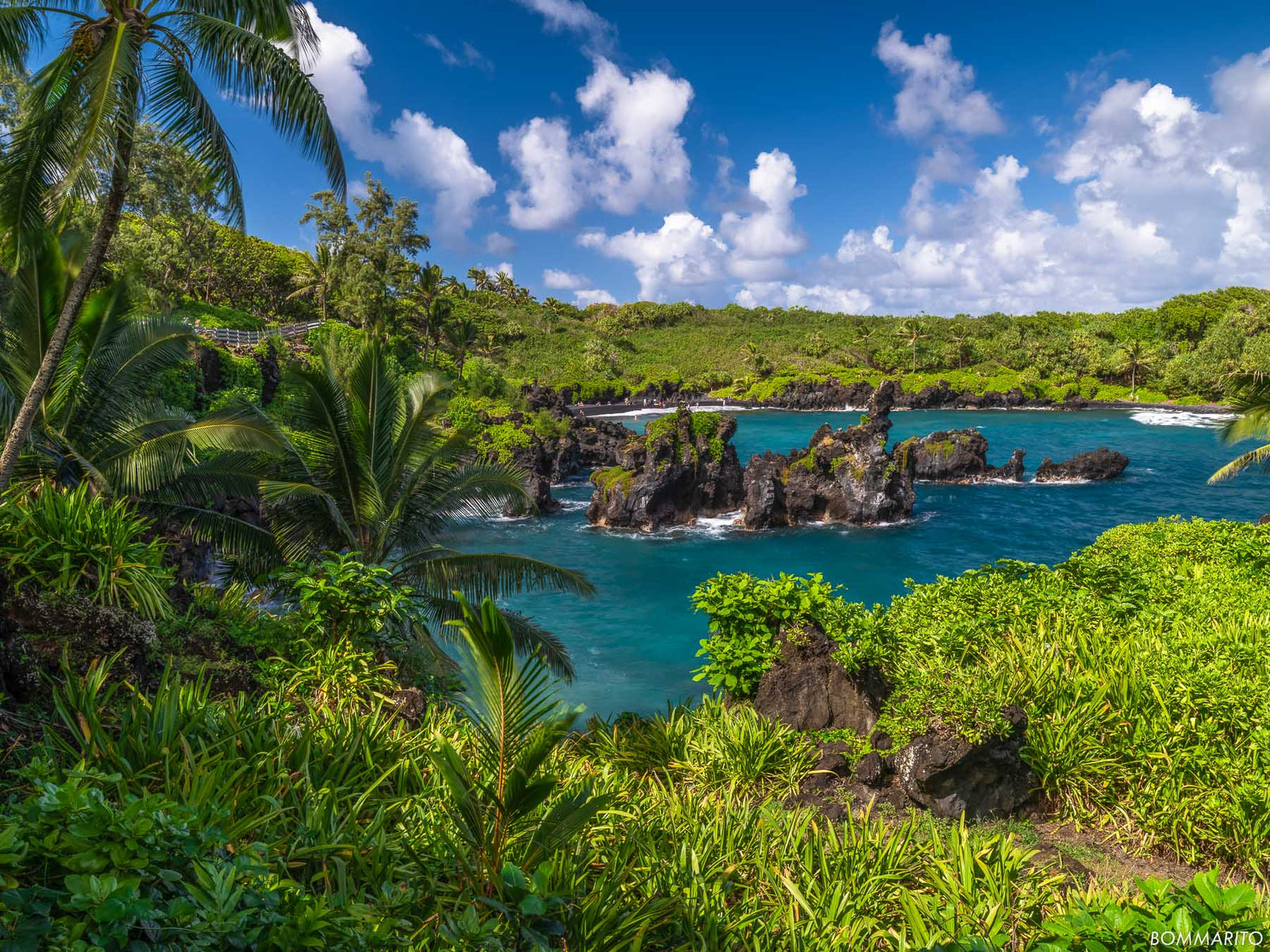 Coastal Rainforest