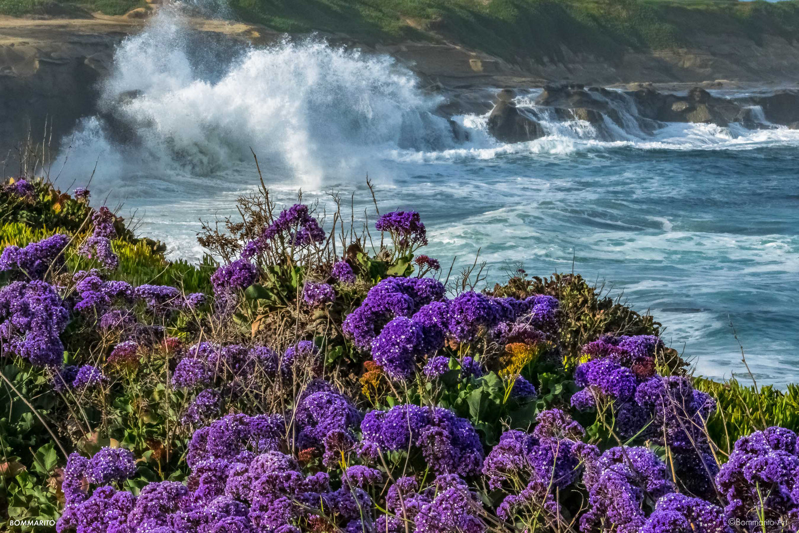 Coastal Sea Lavender