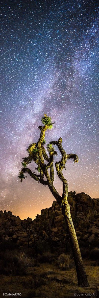 Cosmic Tree