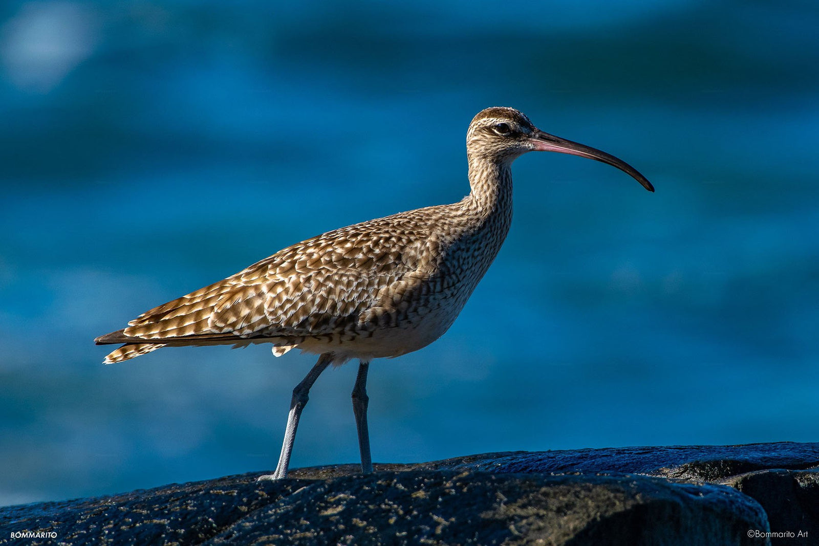 Curlew