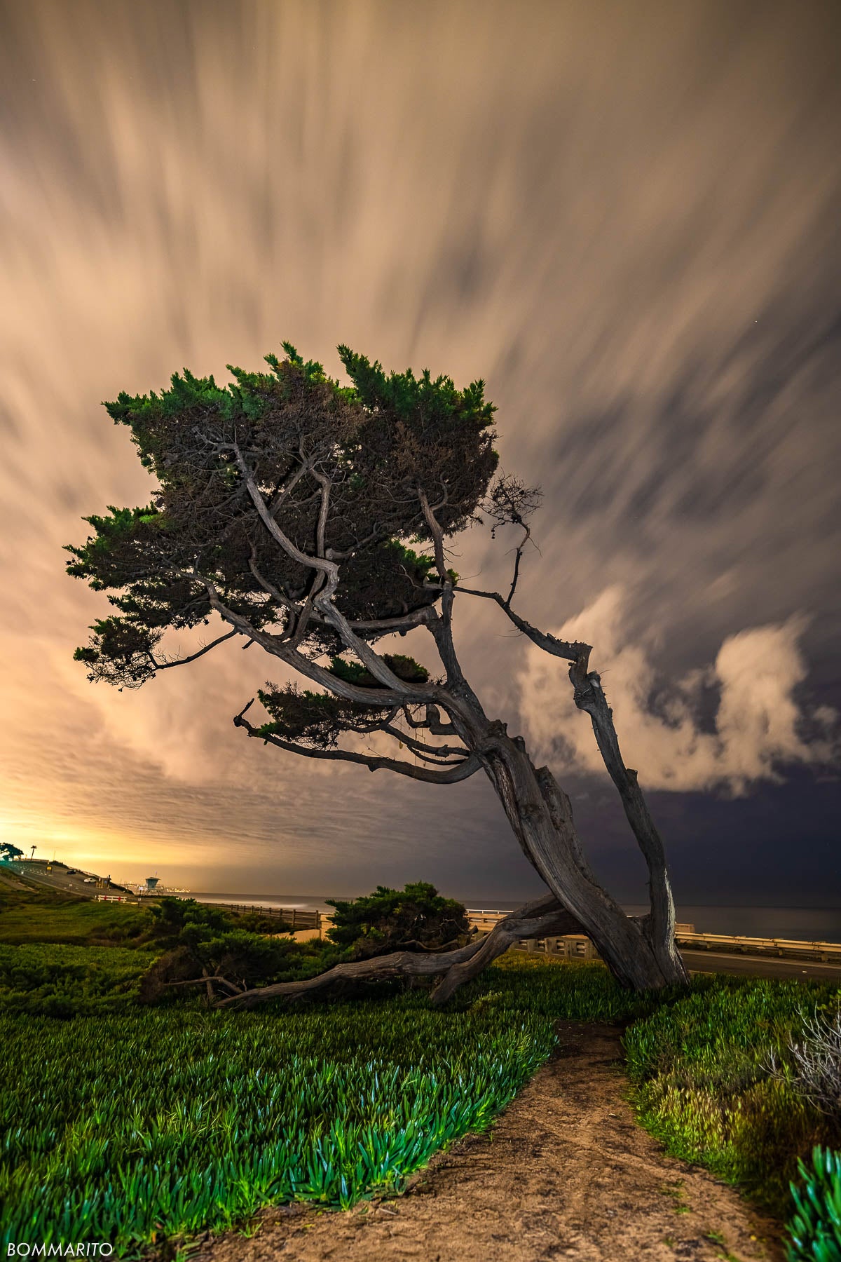 Cypress Nights