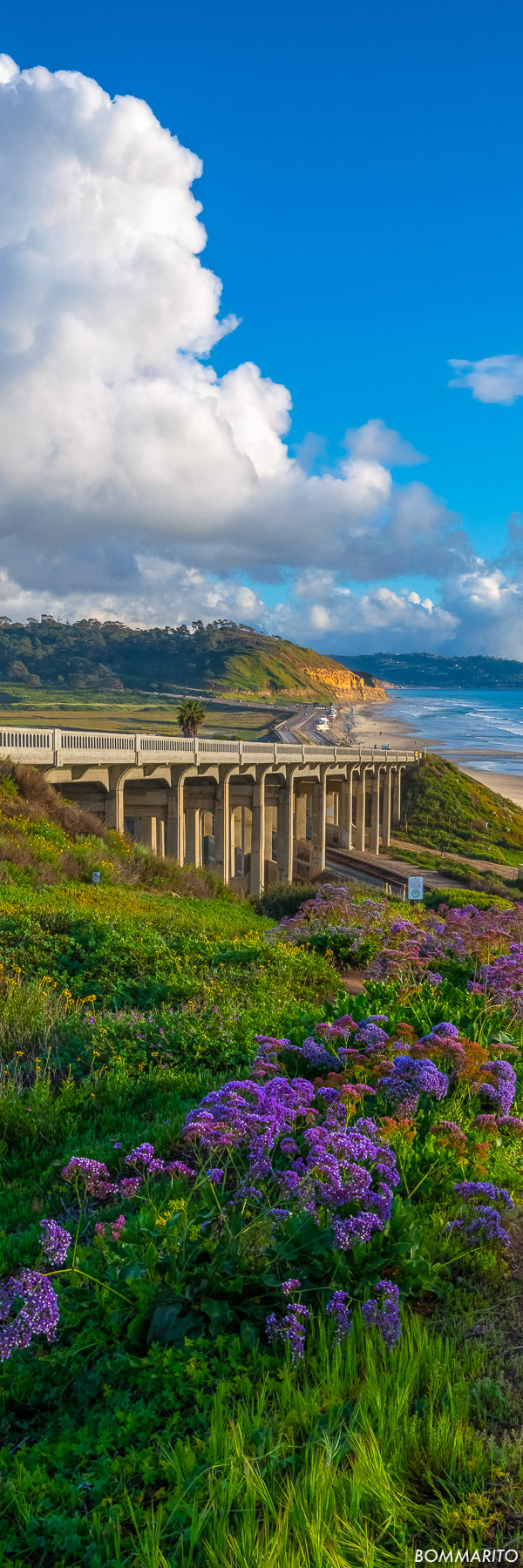 Del Mar Lavender