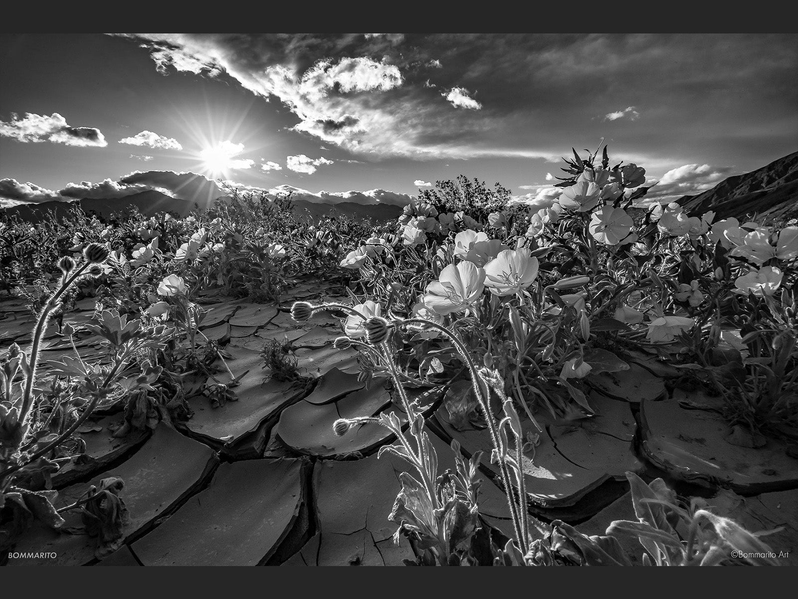 Desert Roses