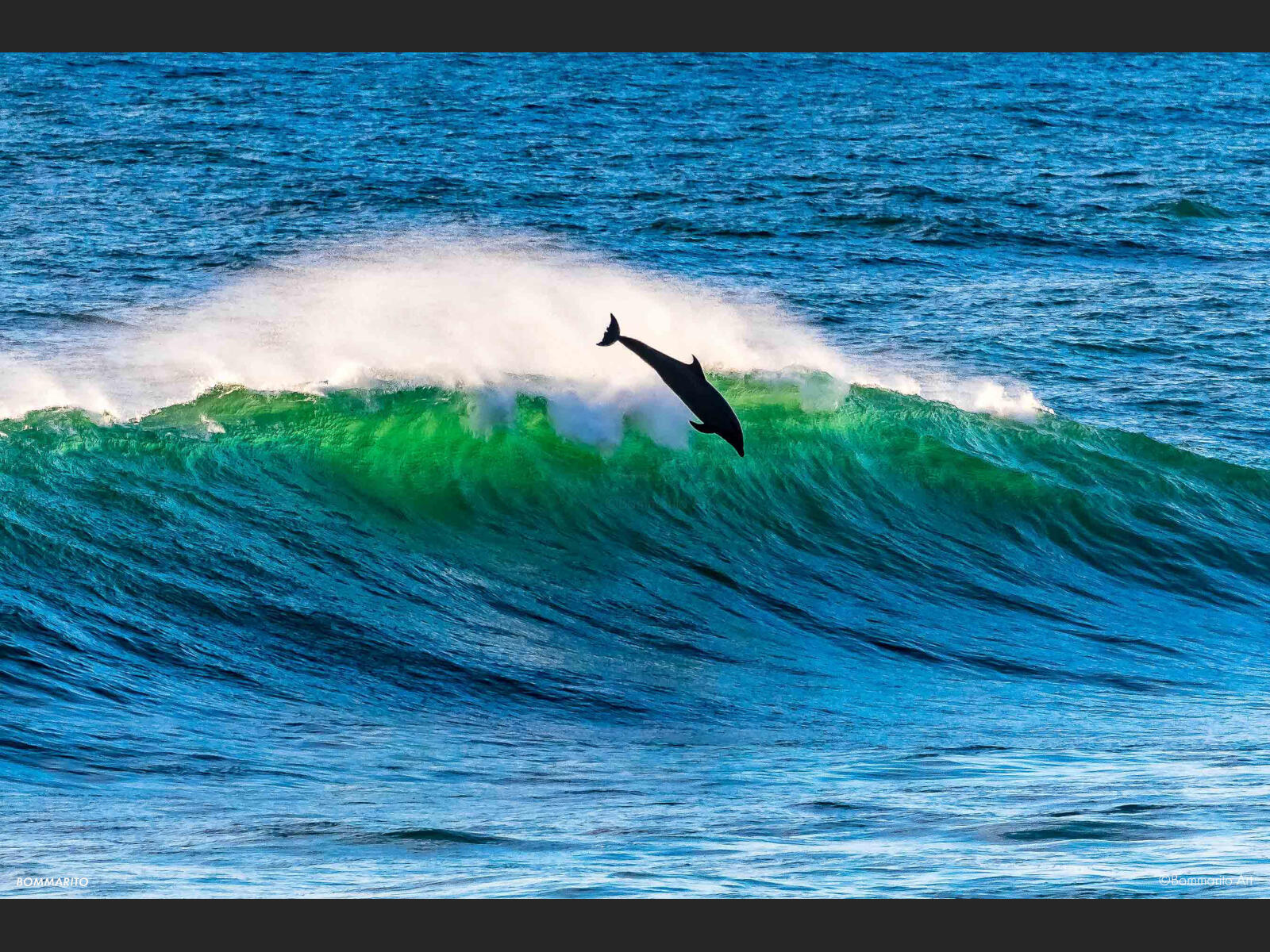 Dolphin in Flight