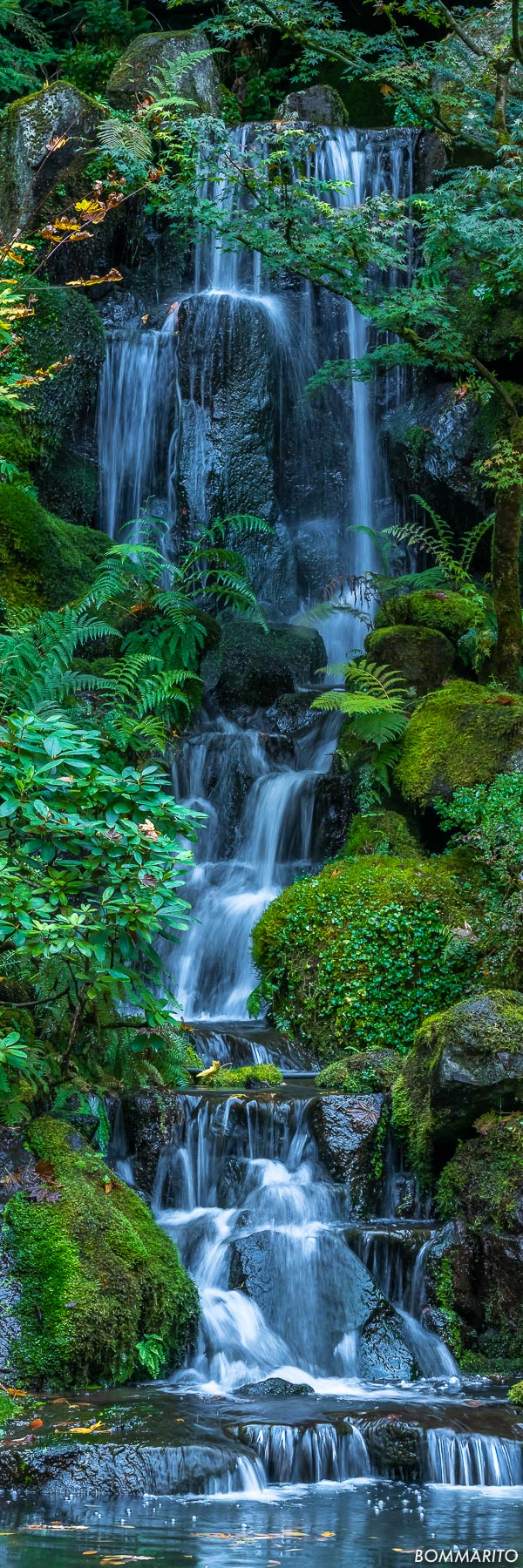Forest Cascades
