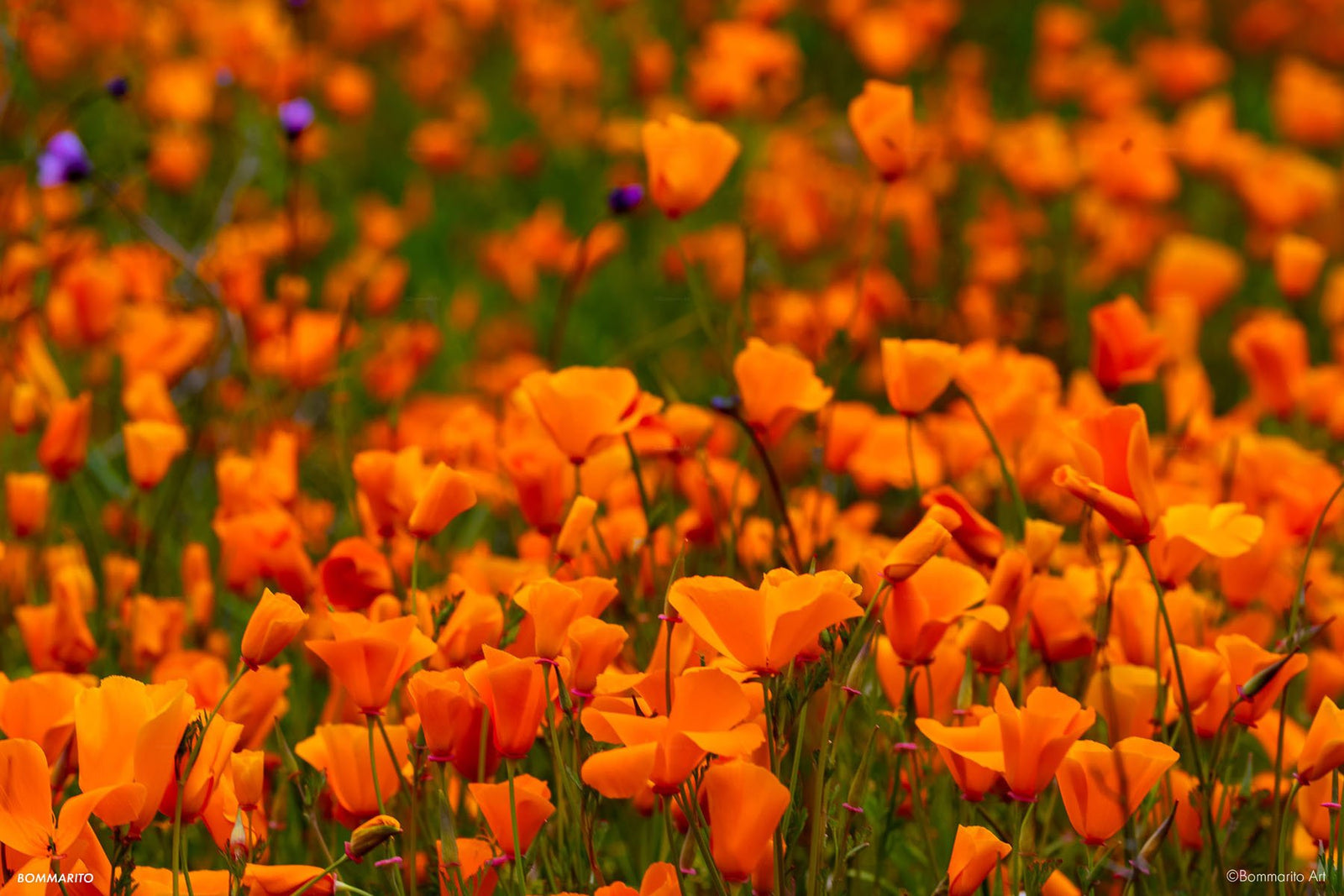 Gold Field