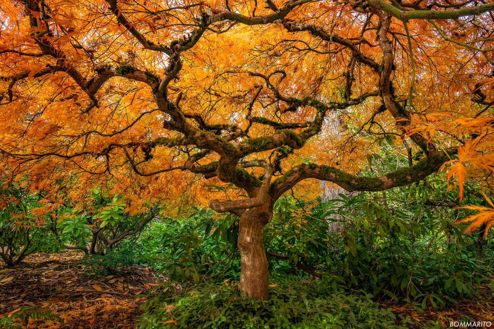 Golden Maple