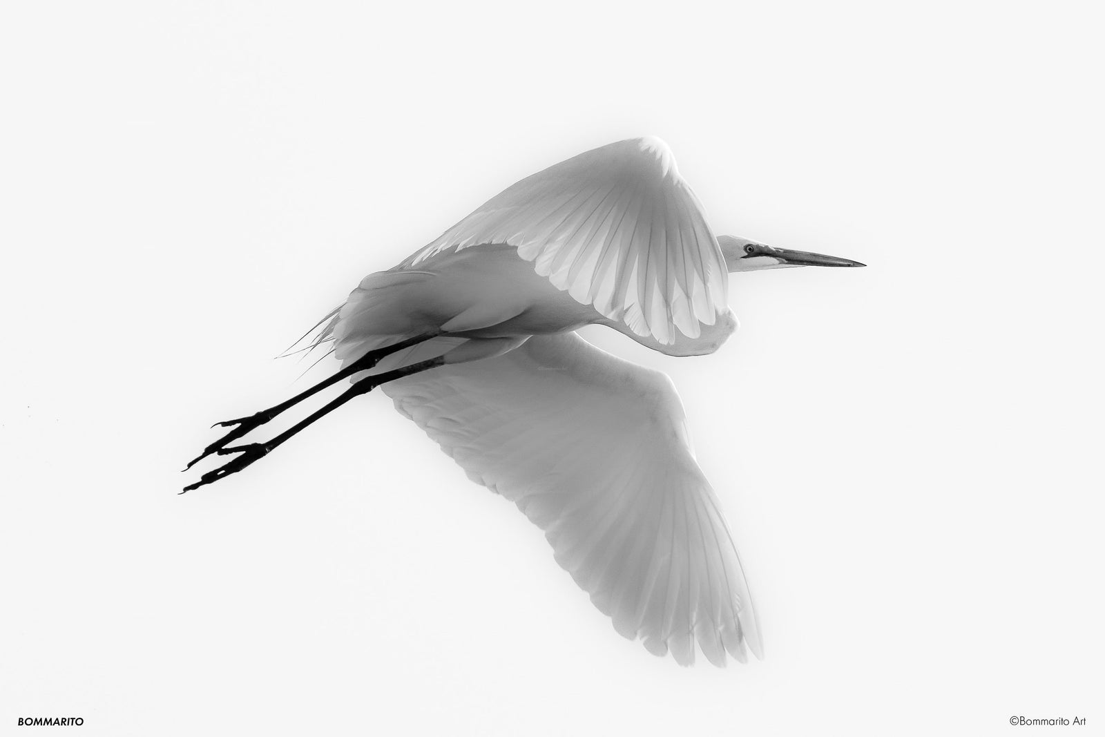 Great Egret