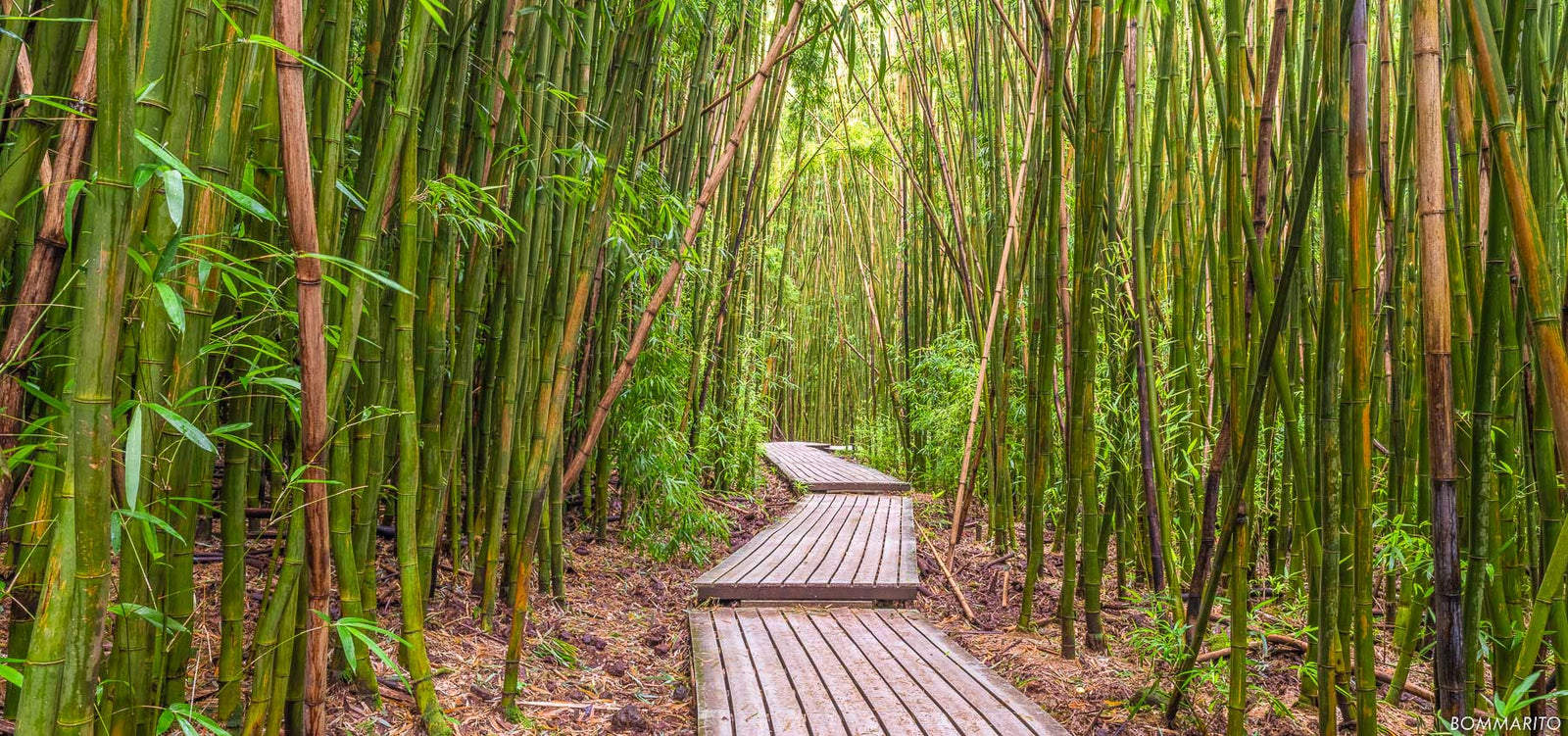 Hana Bamboo